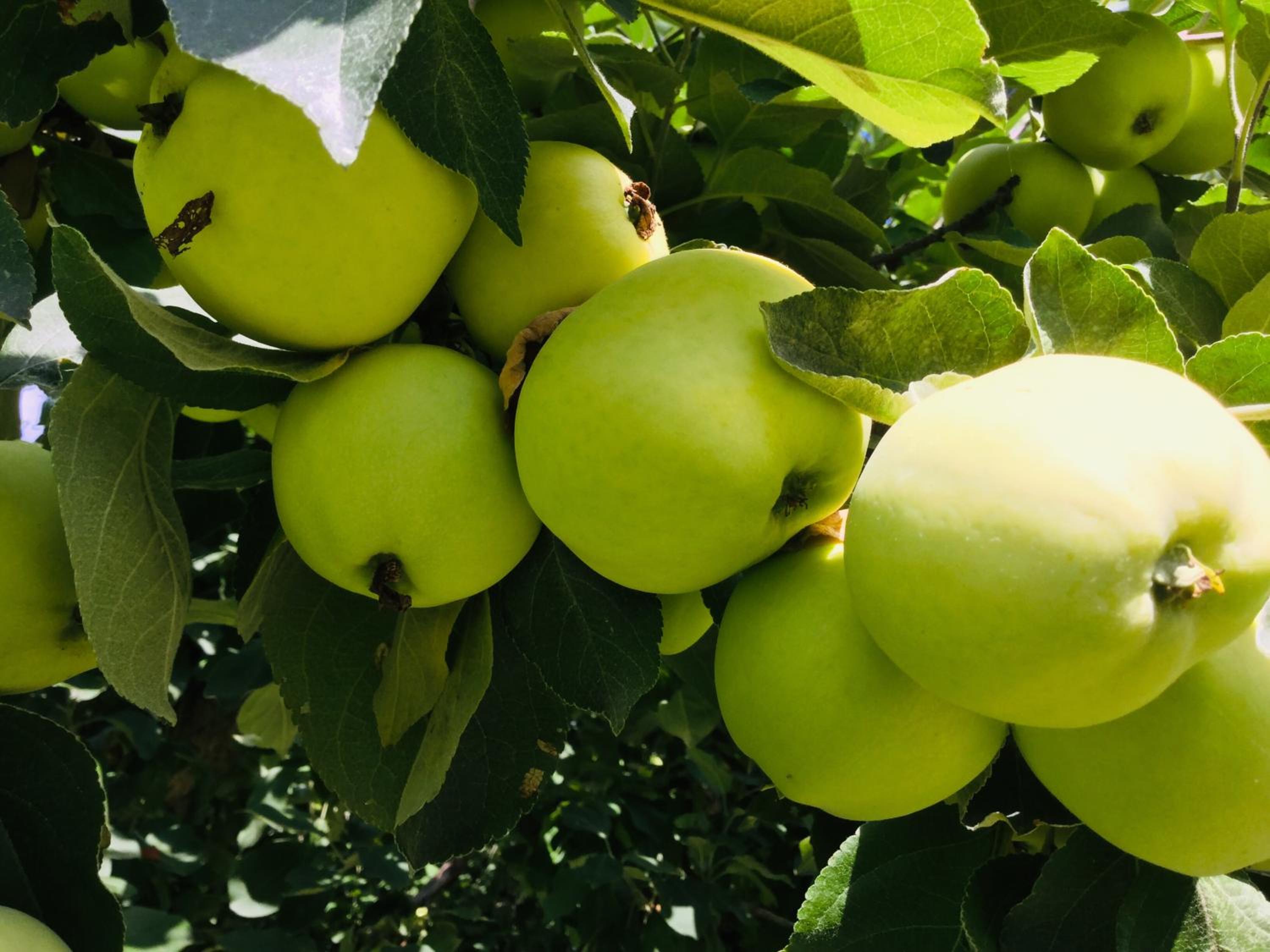 Golden Vacations - Brookside Motel - Property Image 26