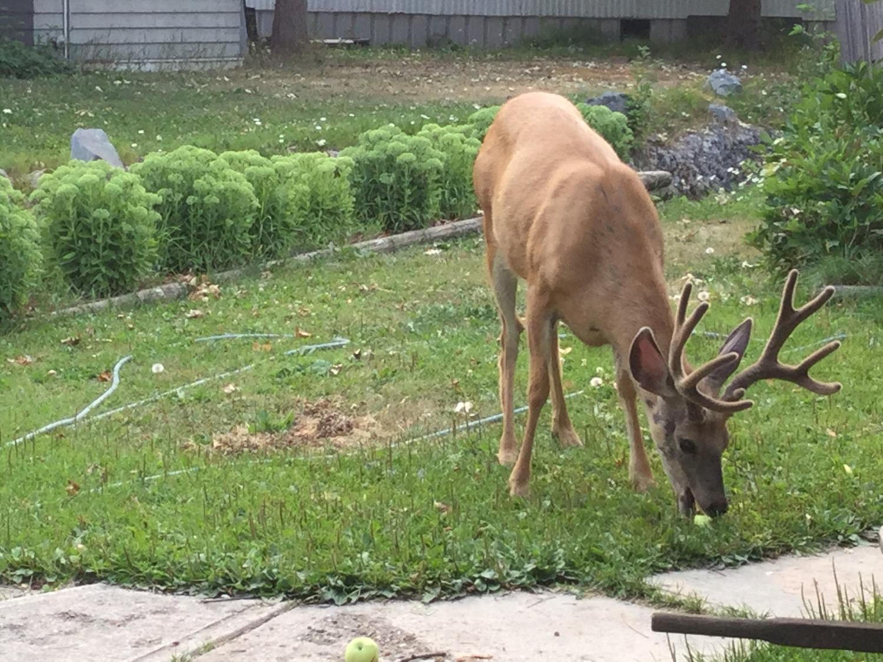 Golden Vacations - Brookside Motel - Property Image 15