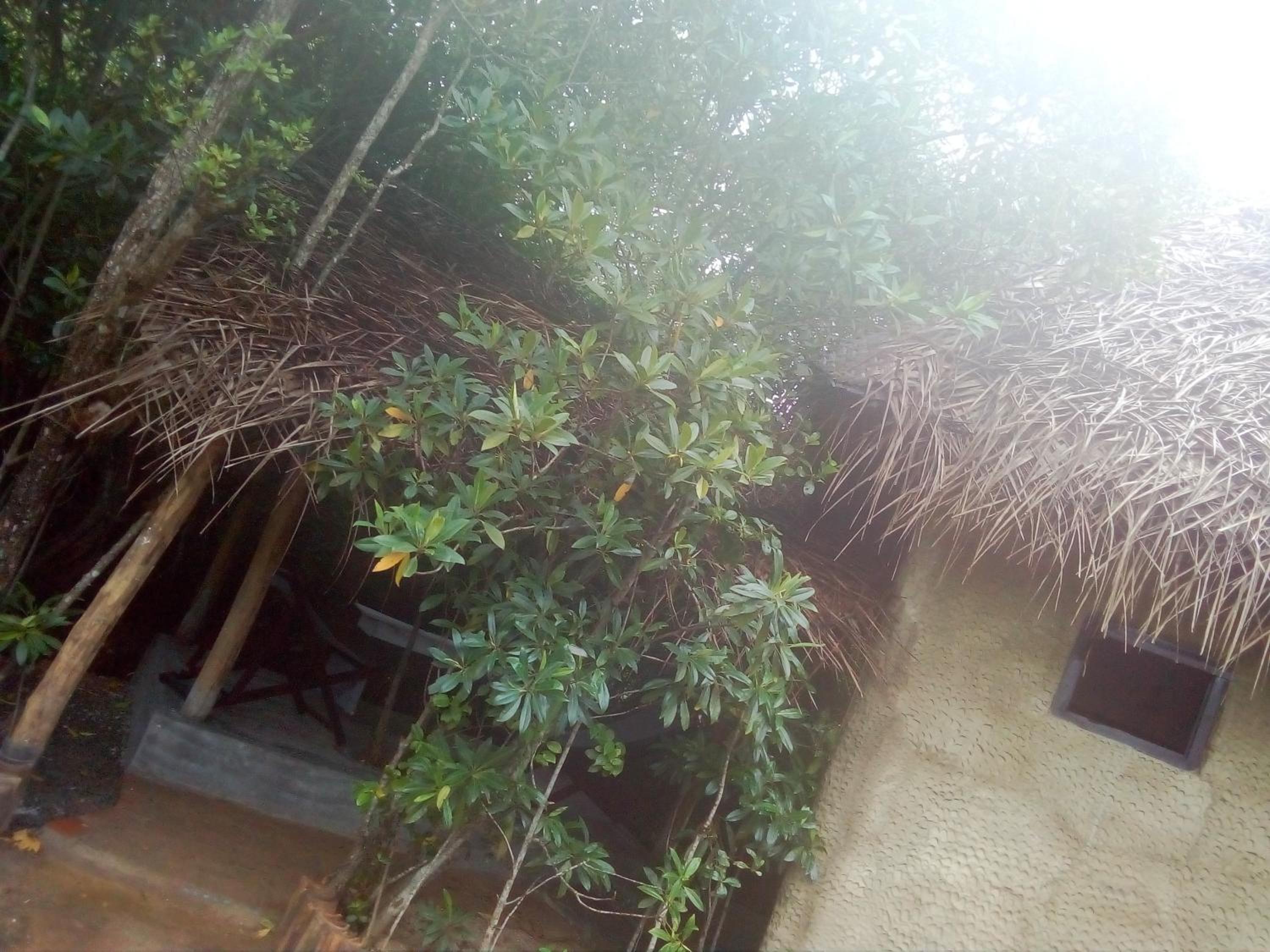 Photo 45