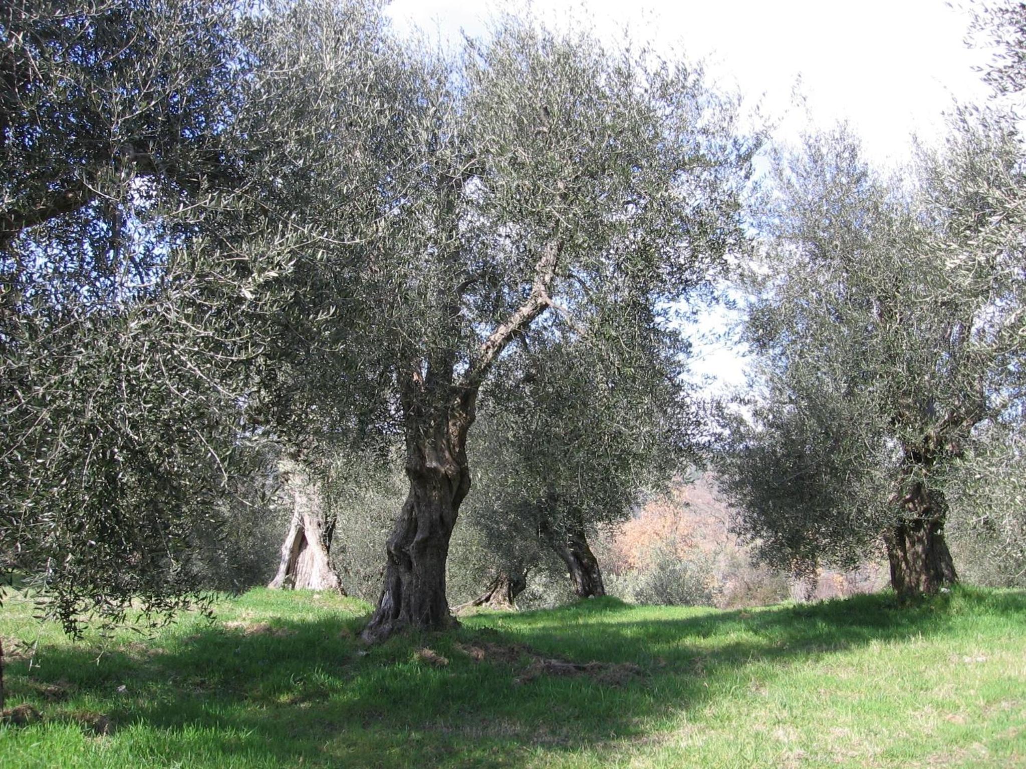 Photo 45