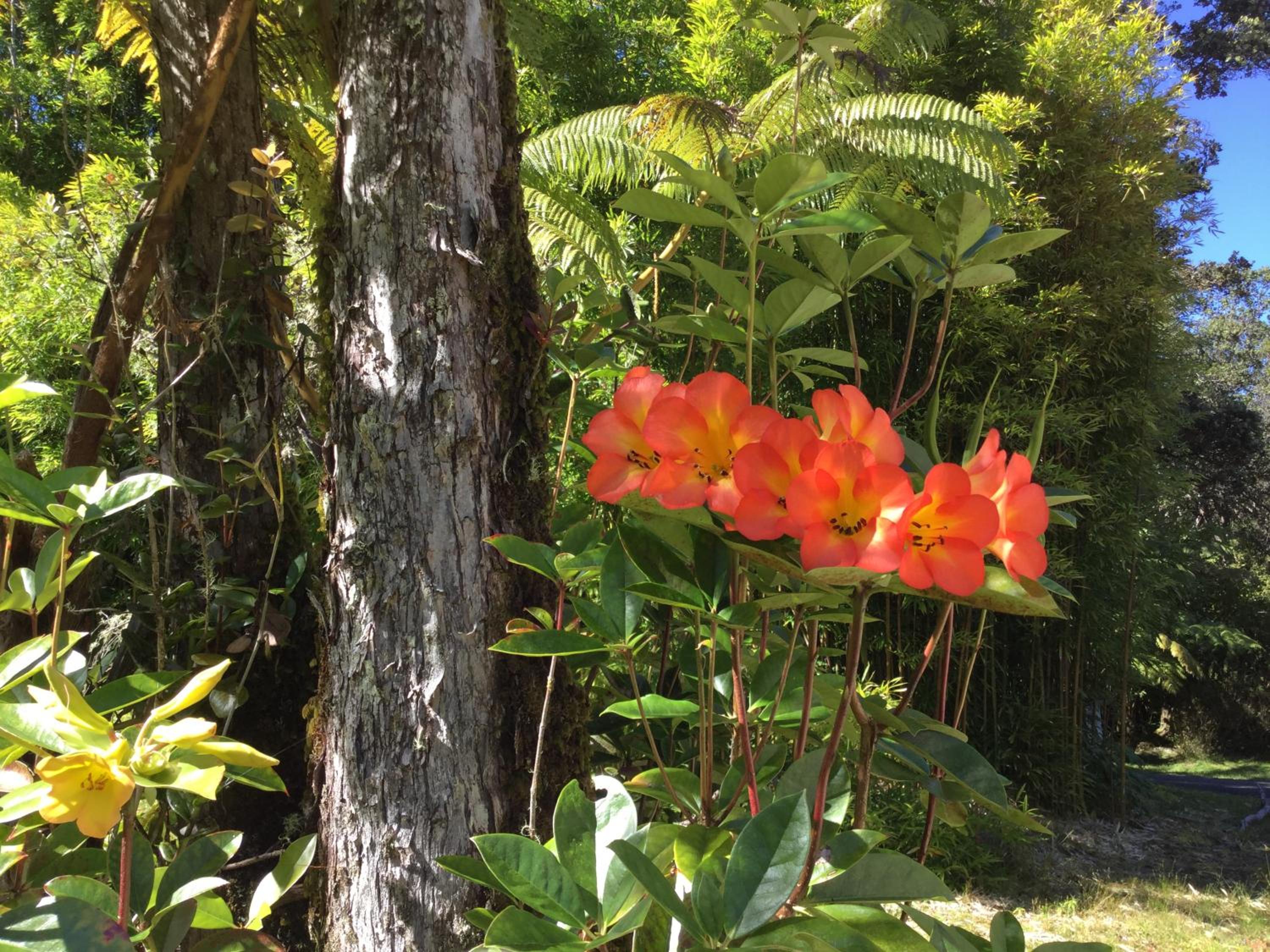 Hale 'Ohu Bed & Breakfast