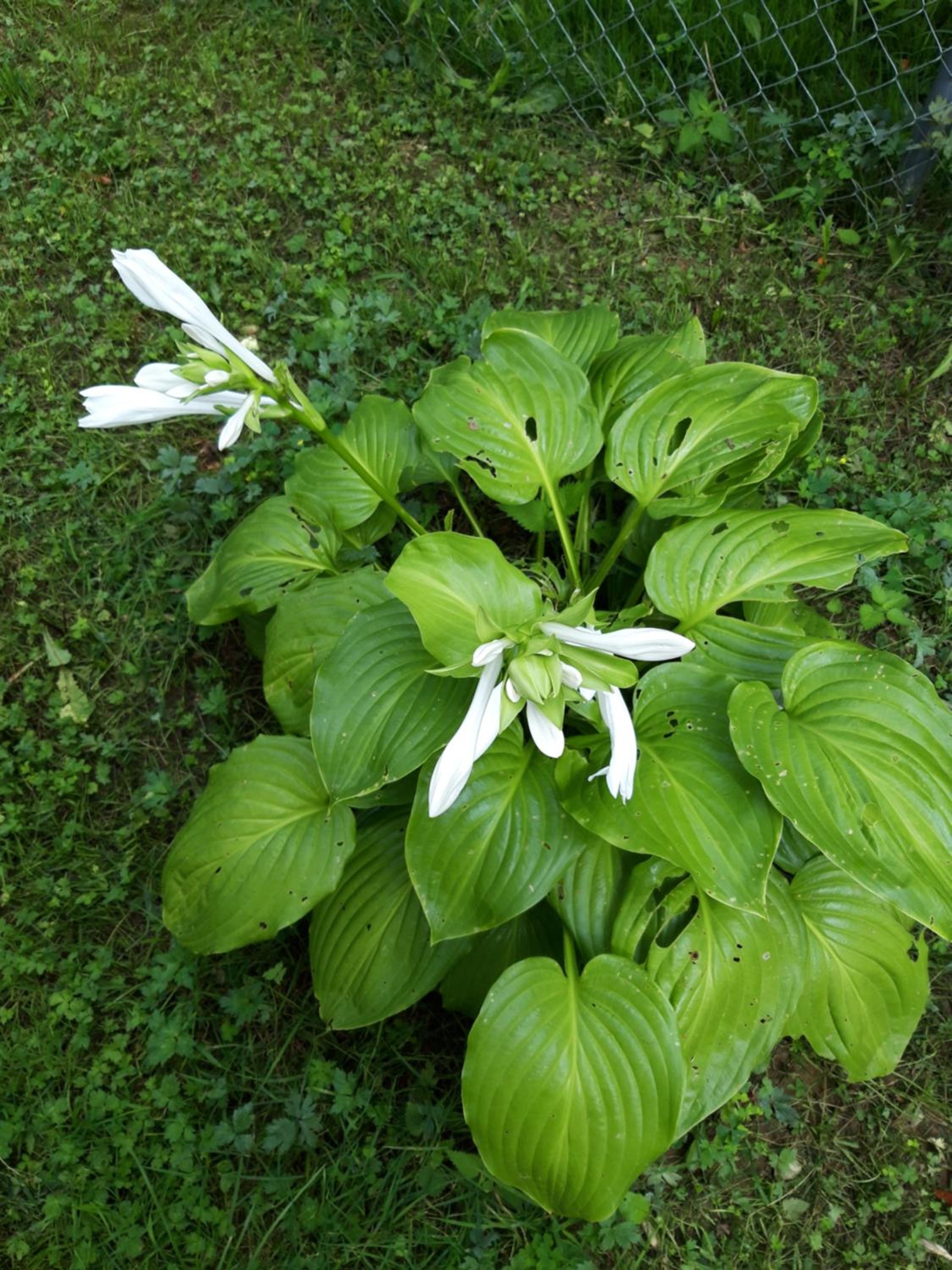 Photo 46