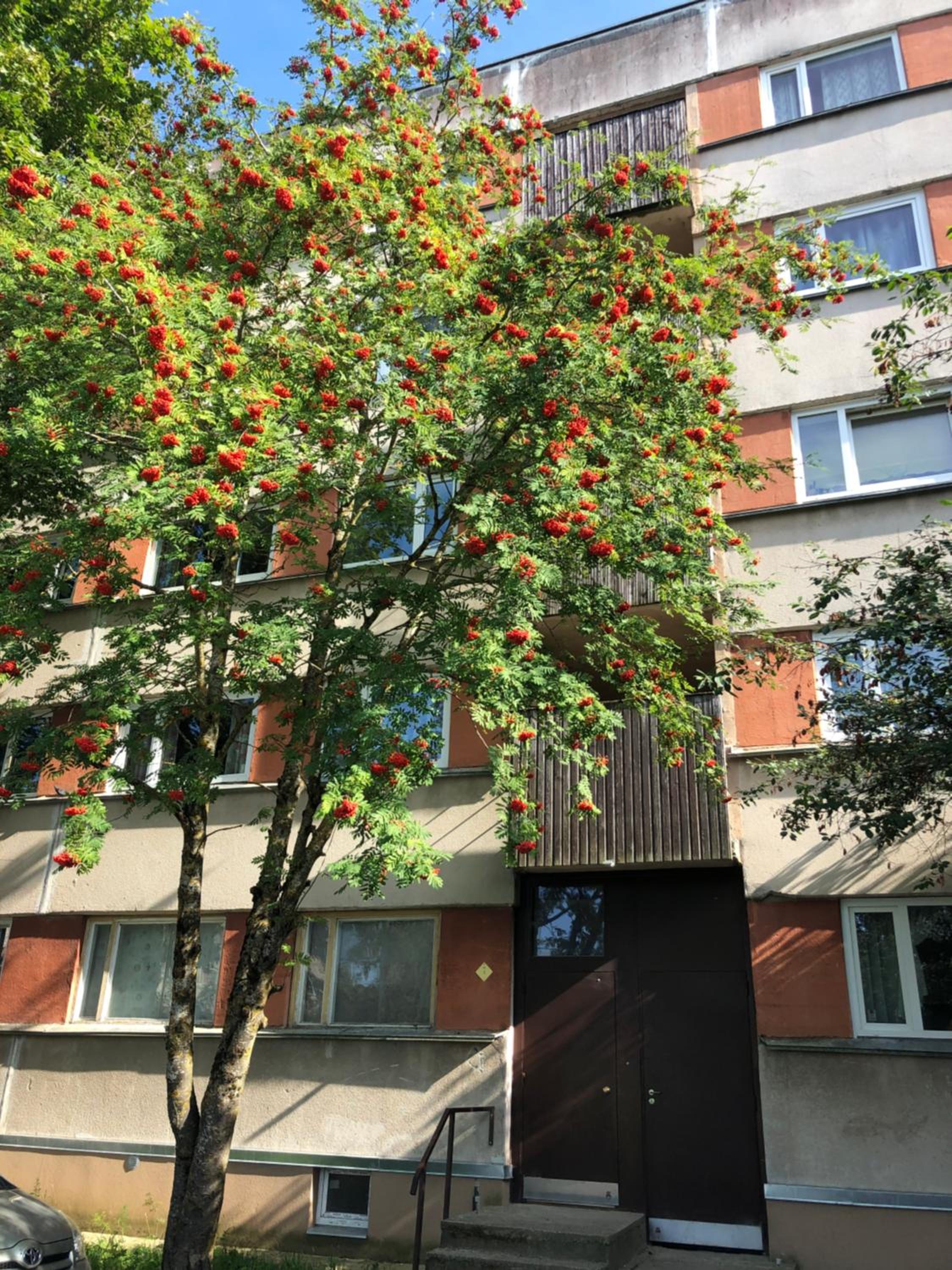 Apartments Kohtla-Jarve view 3