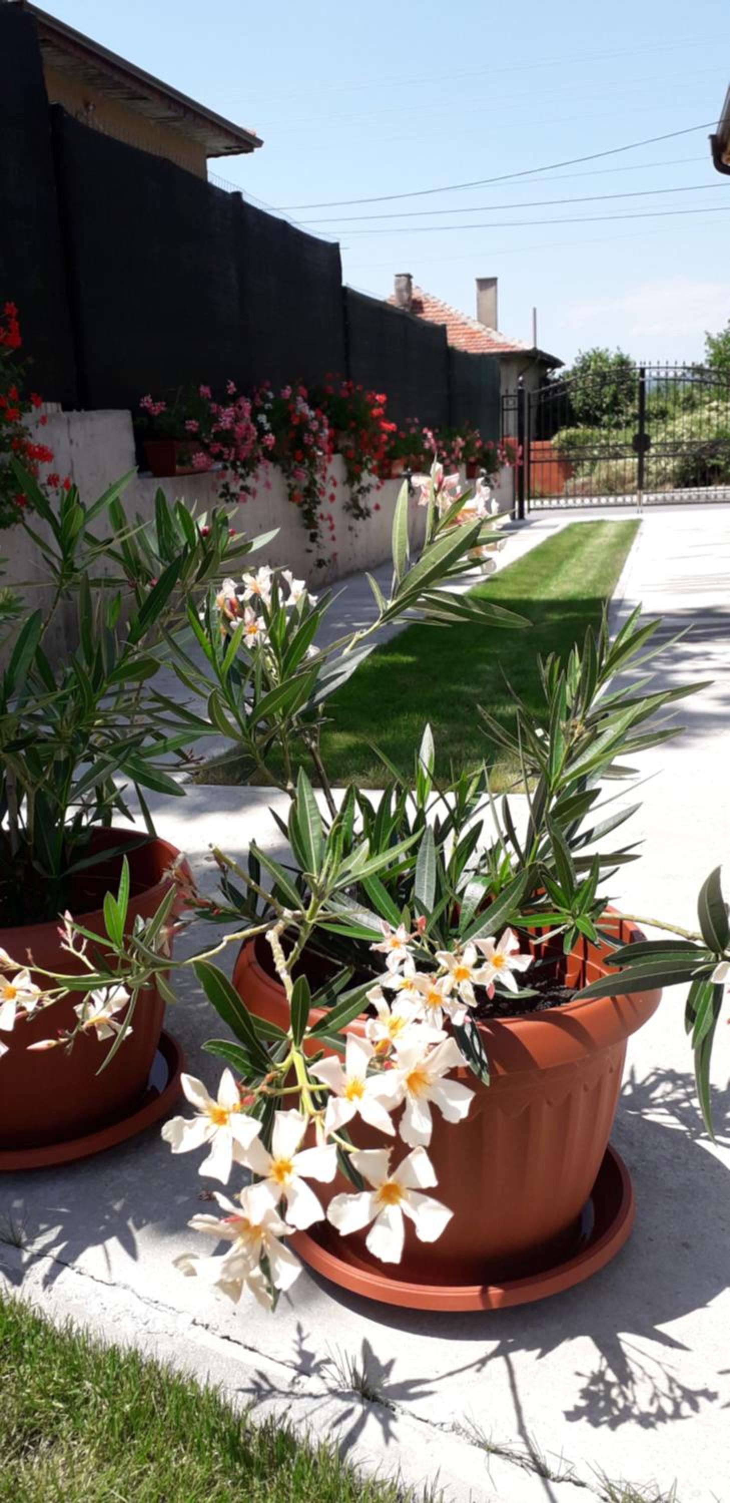 Guest House Ideal