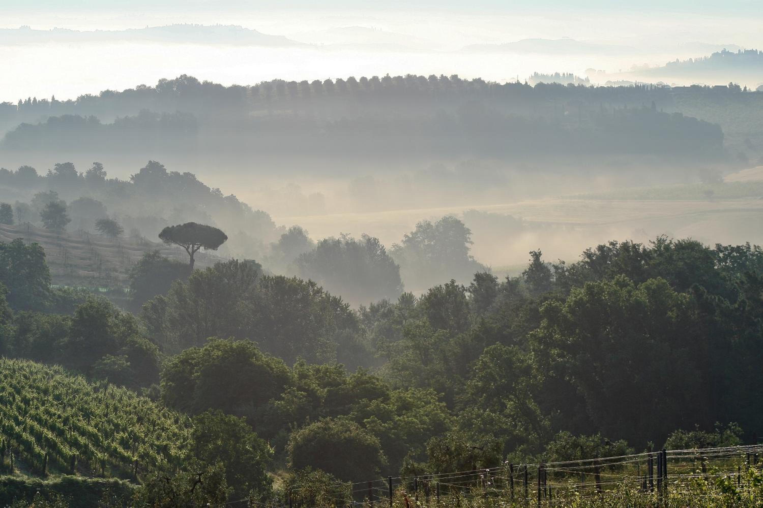 Tenuta delle Rose