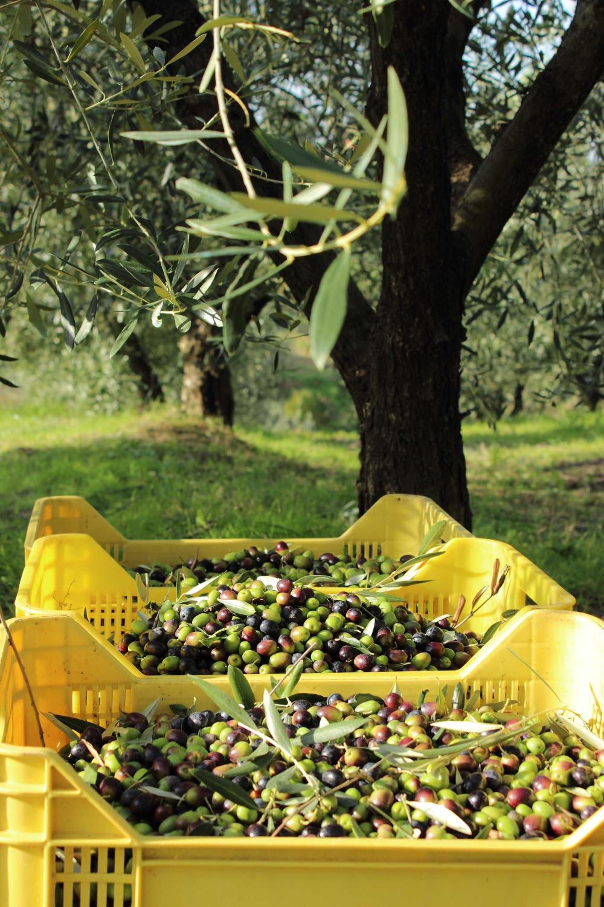 Tenuta delle Rose