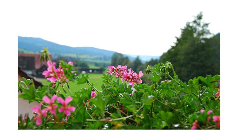 Pension Haus Rose