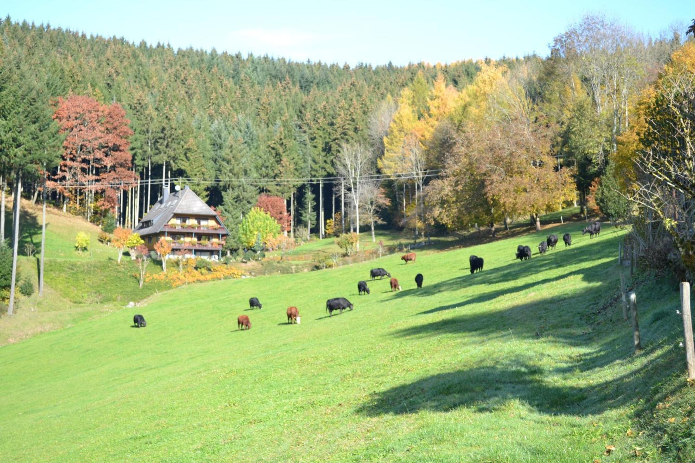 Hanselehof
