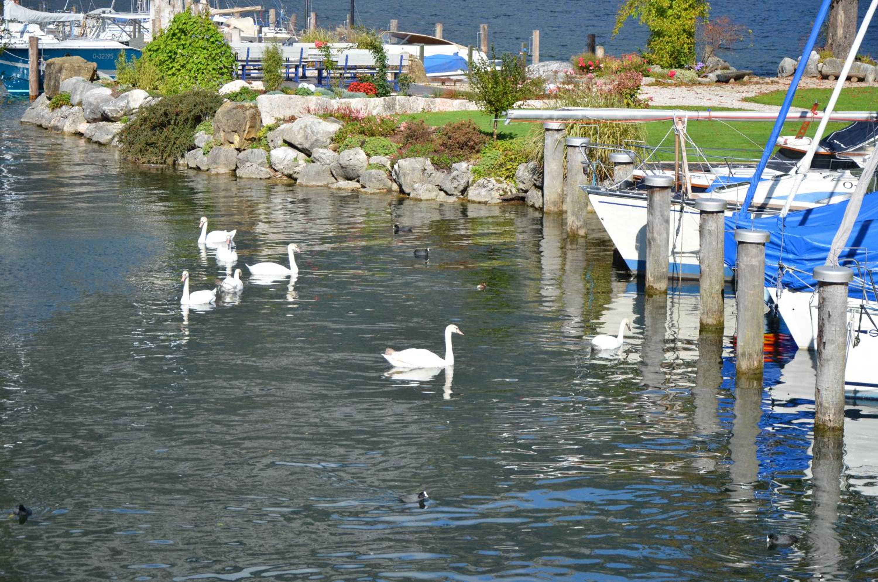 Wohnen am See Villa Schrötter direkt am Traunsee view 4
