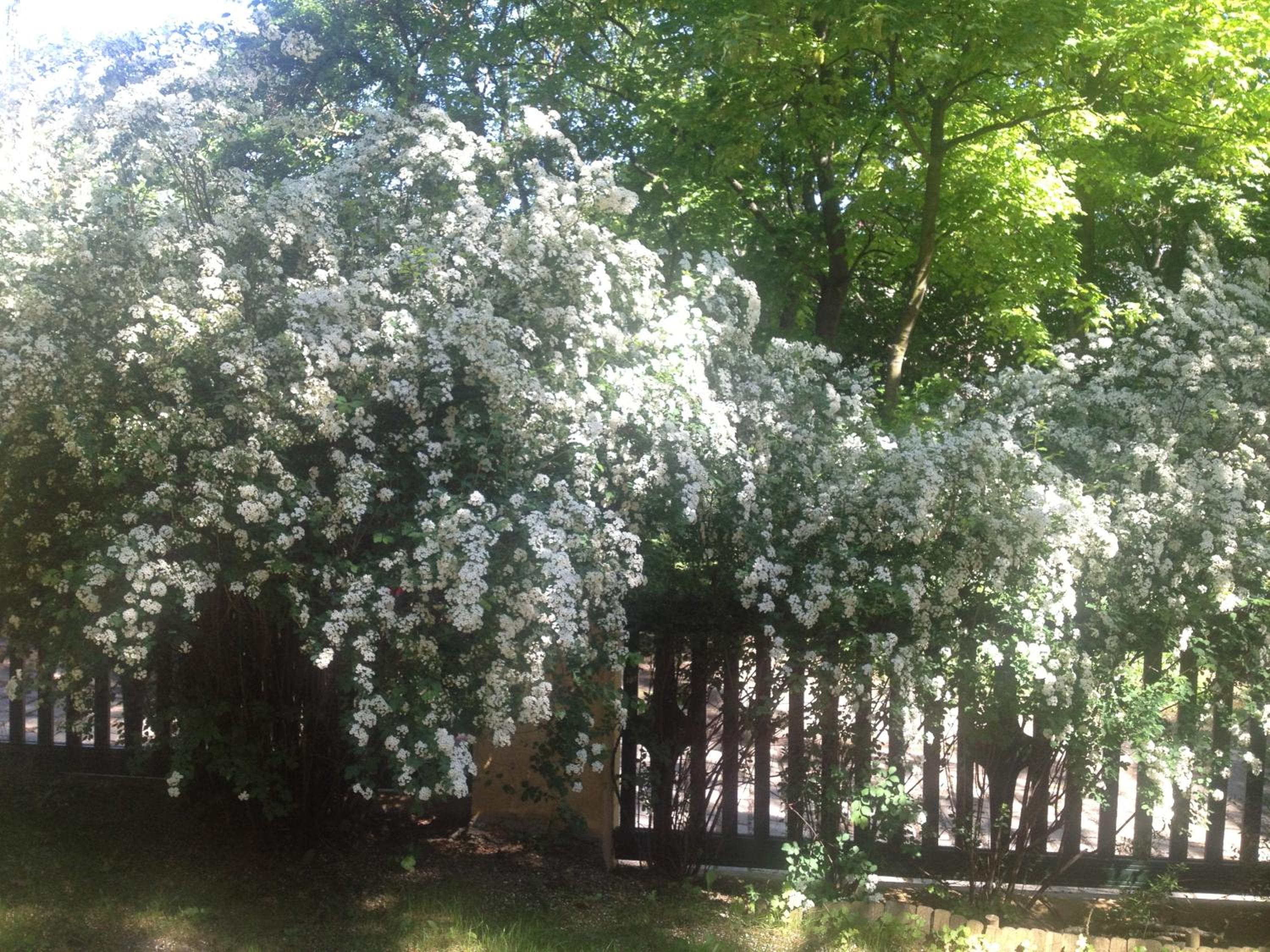 Exquisites Gartenapartment in eleganter Jugendstilvilla
