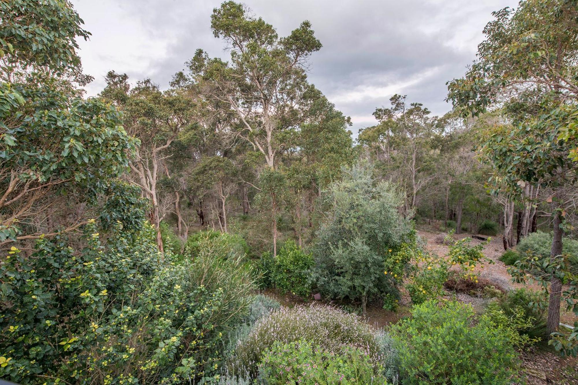 A Hidden Bush Delight