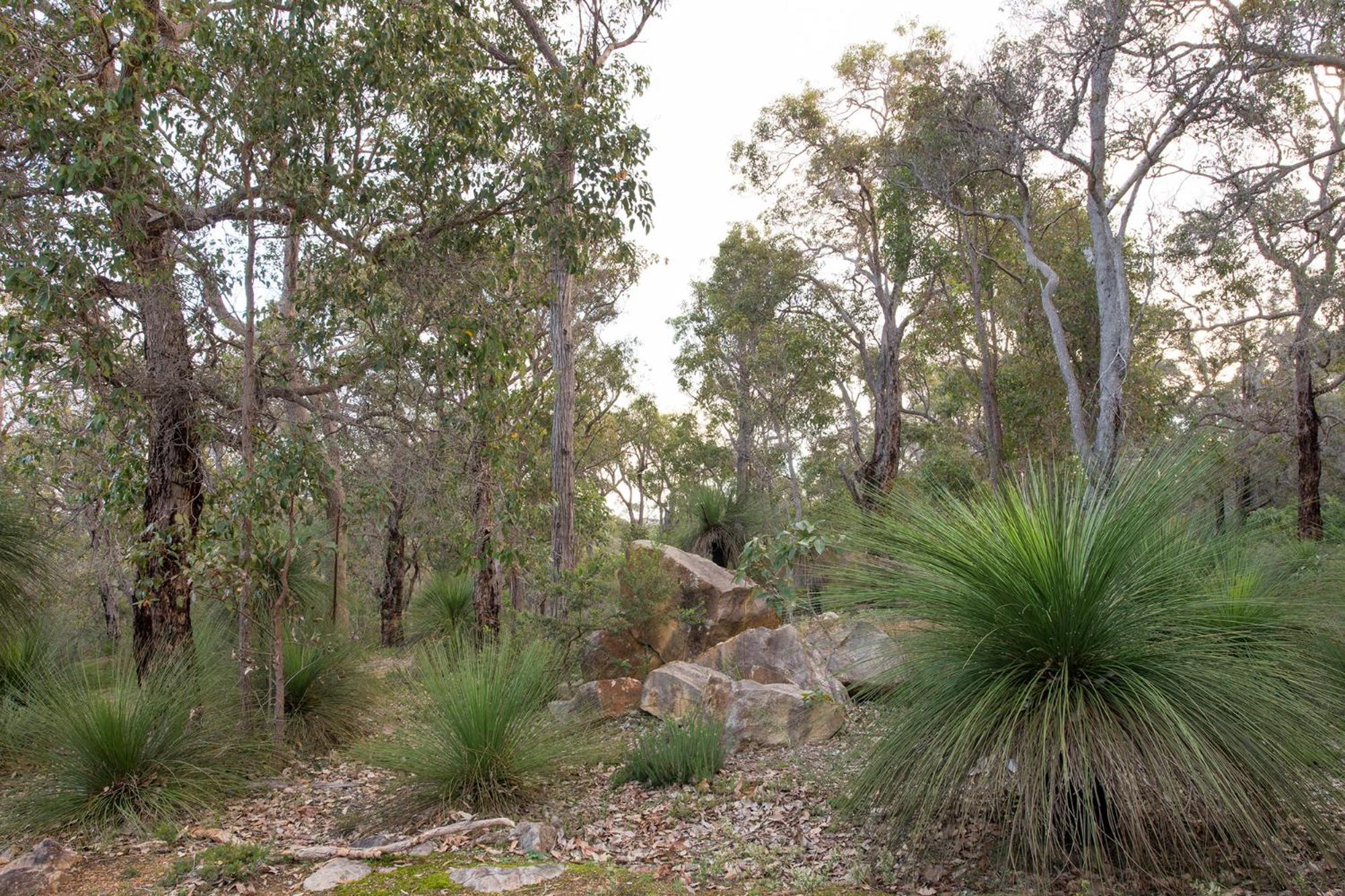 A Hidden Bush Delight
