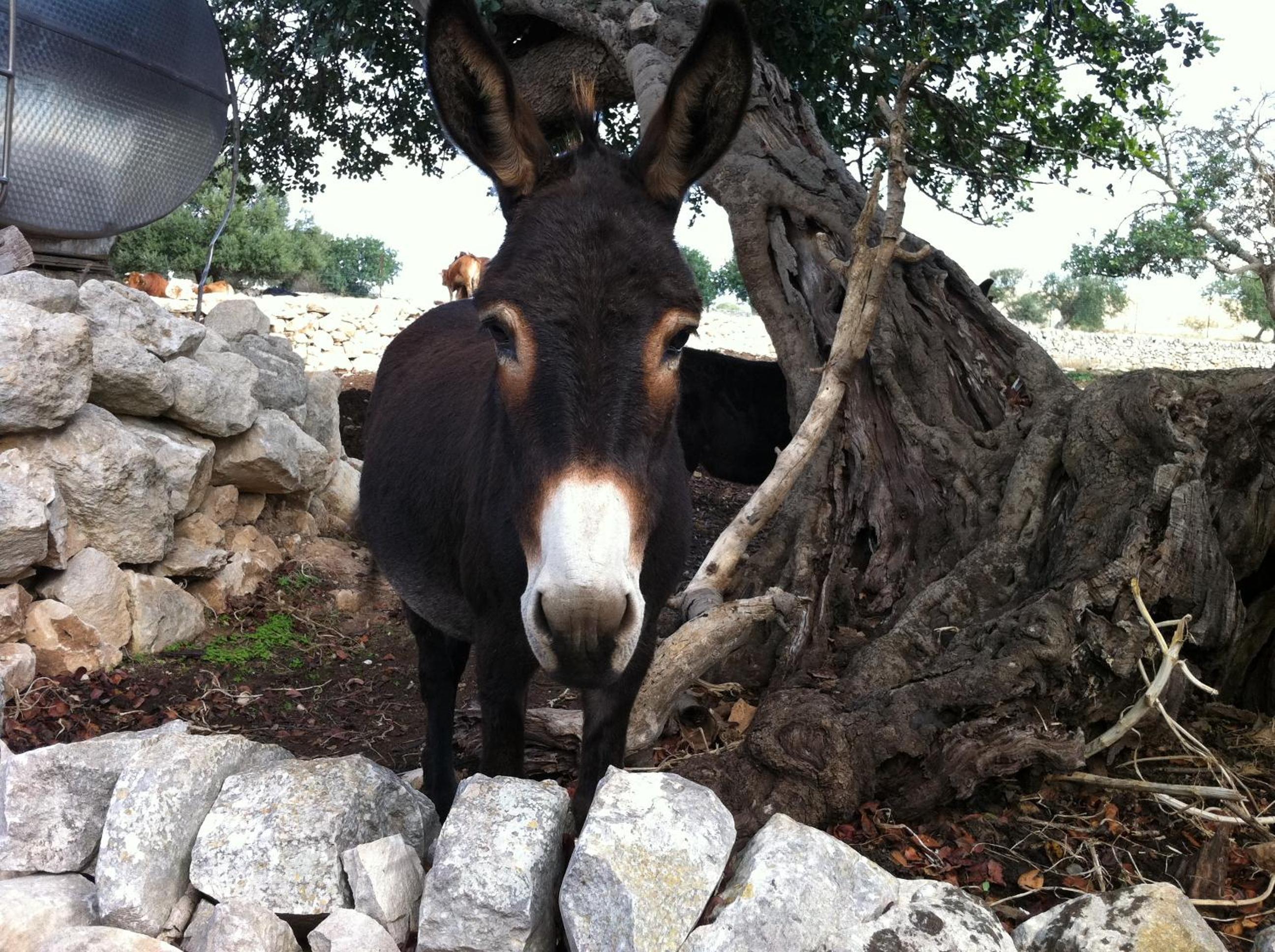 Agriturismo Al Casale