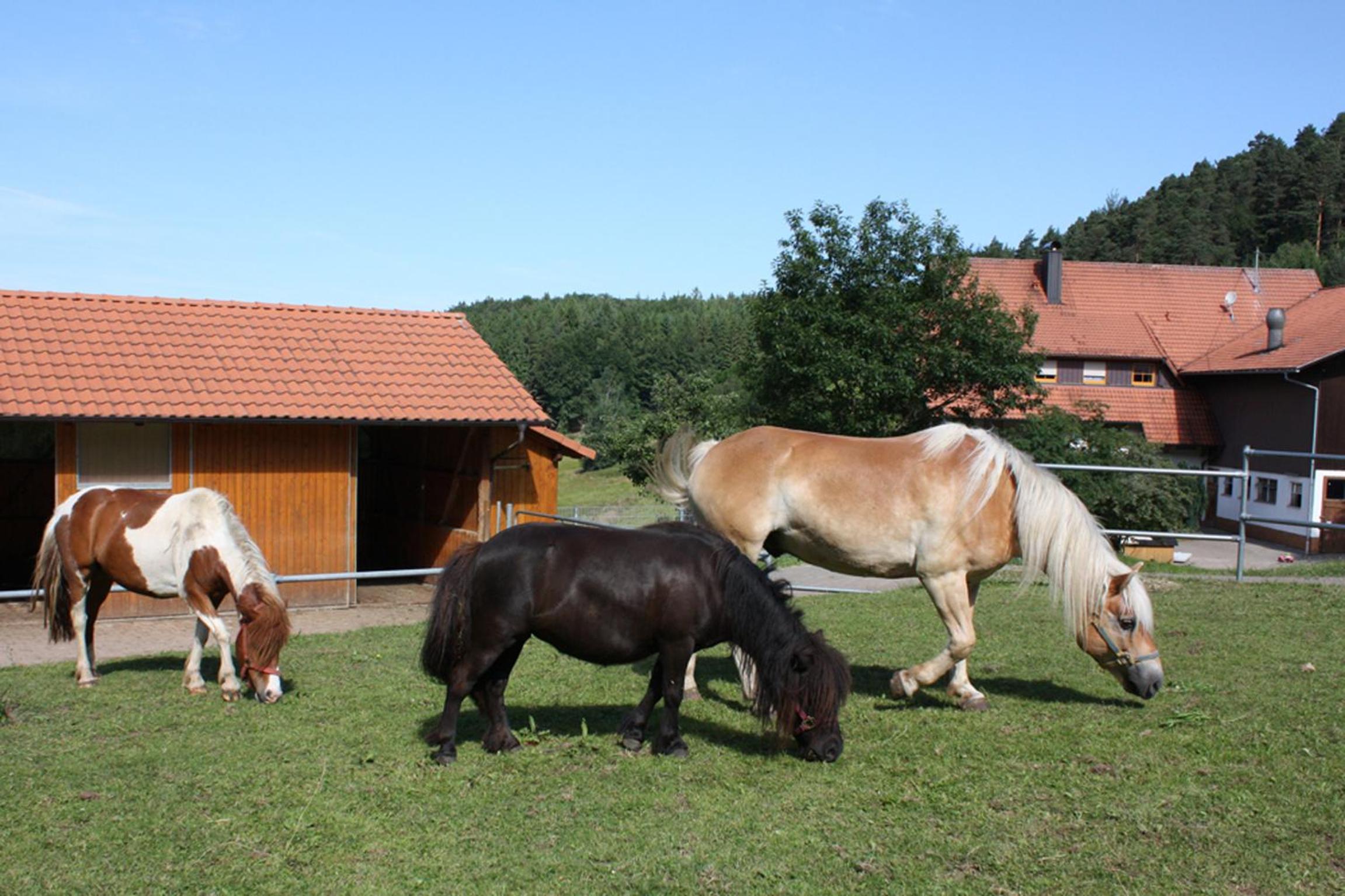 Schlosshof - Der Urlaubsbauernhof