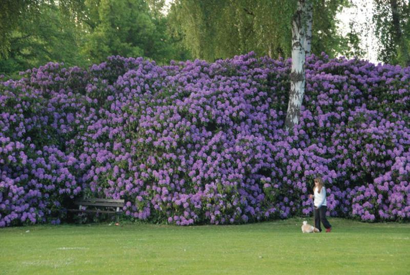 Café Mandeltårtan B&B VillaFloraViola