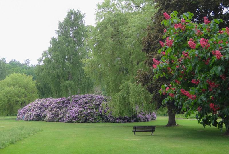 Café Mandeltårtan B&B VillaFloraViola