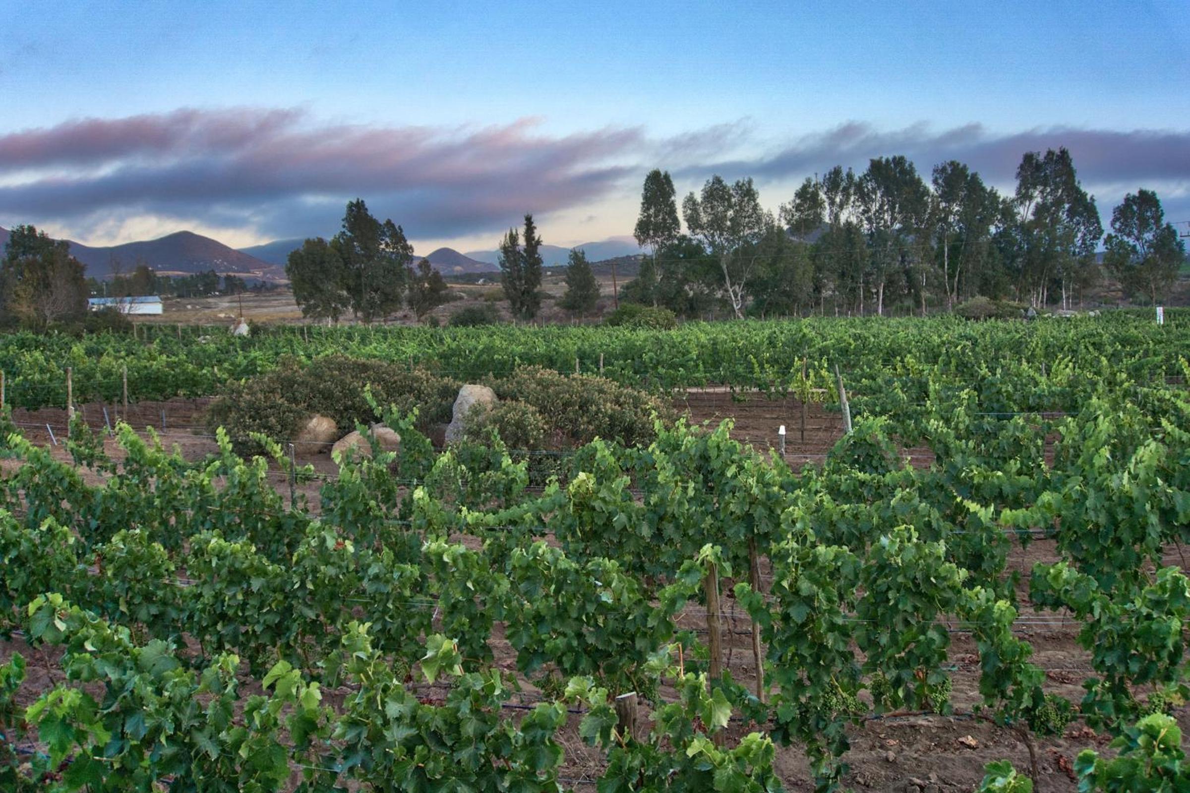 Don Tomas Viñedo cabañas