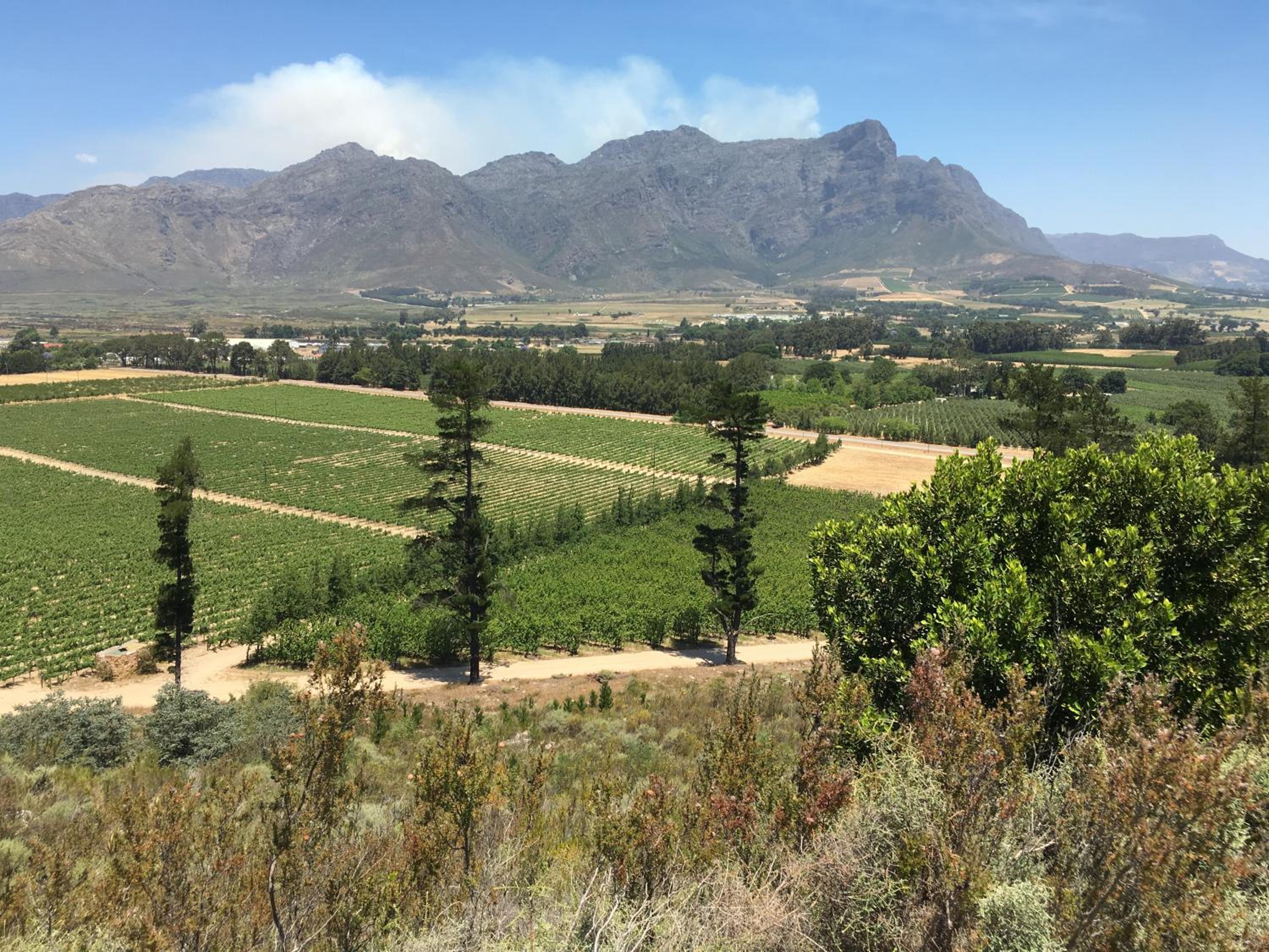 Topiary Wine Estate & Cottages
