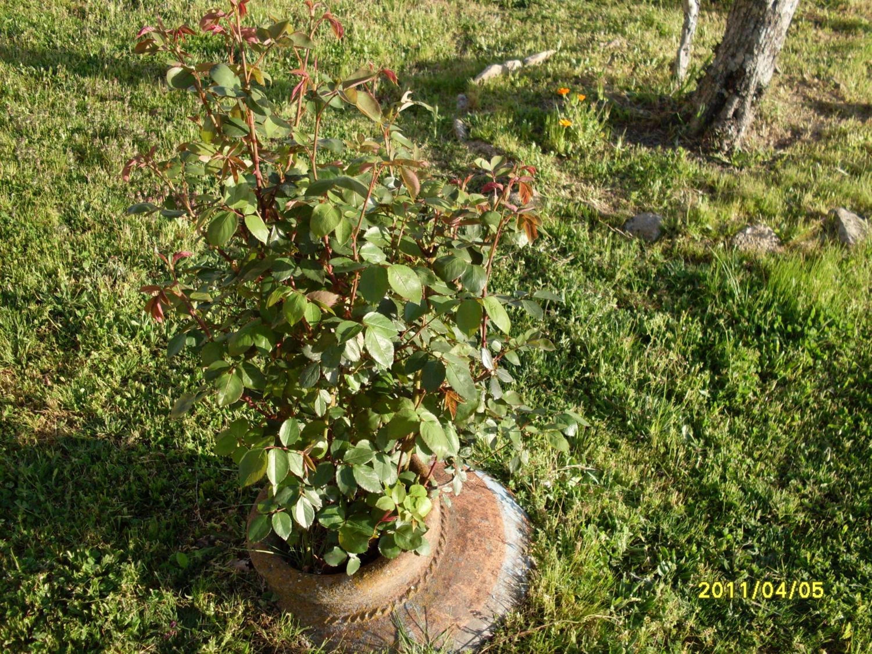 Photo 45