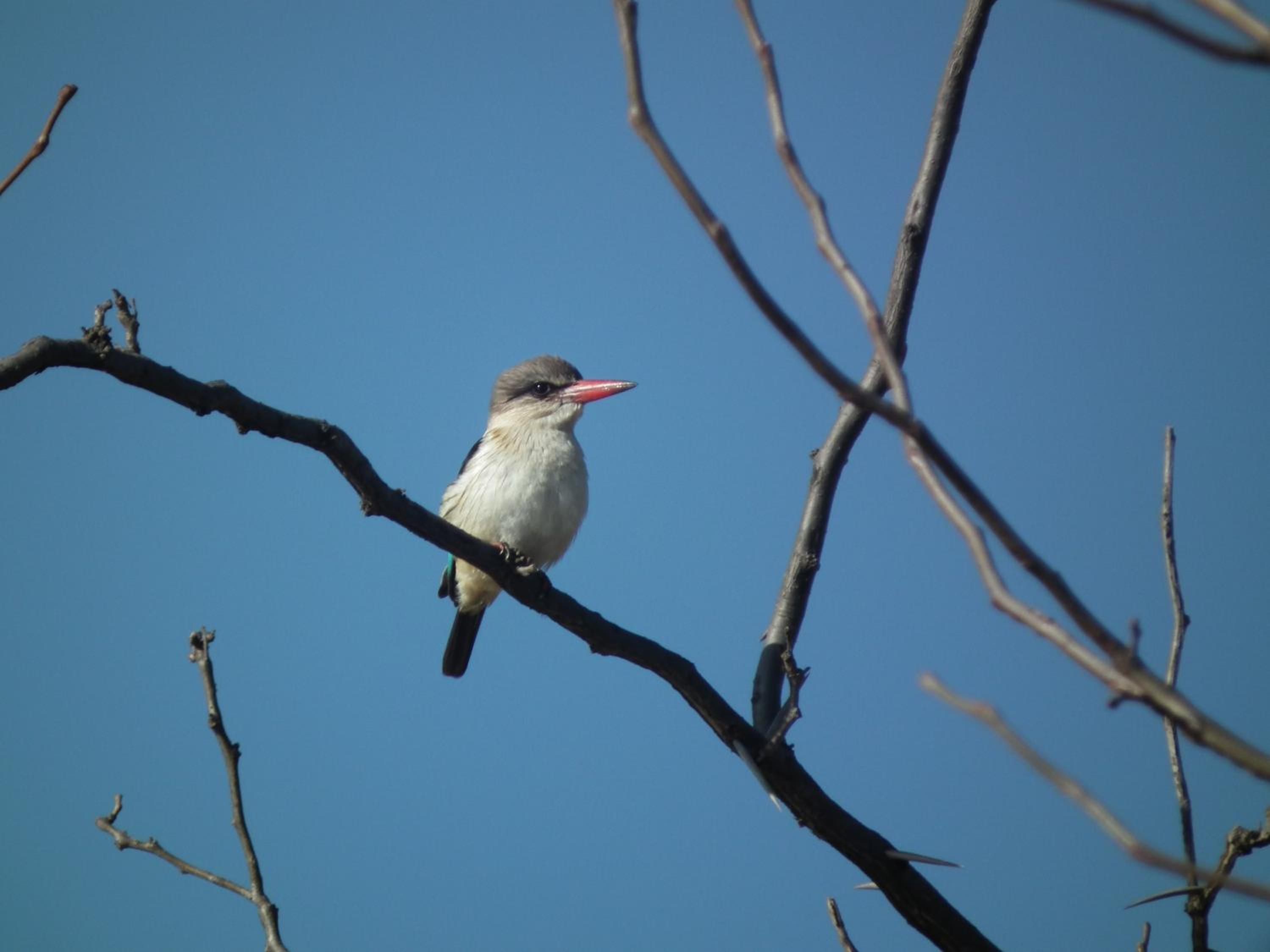 Photo 98