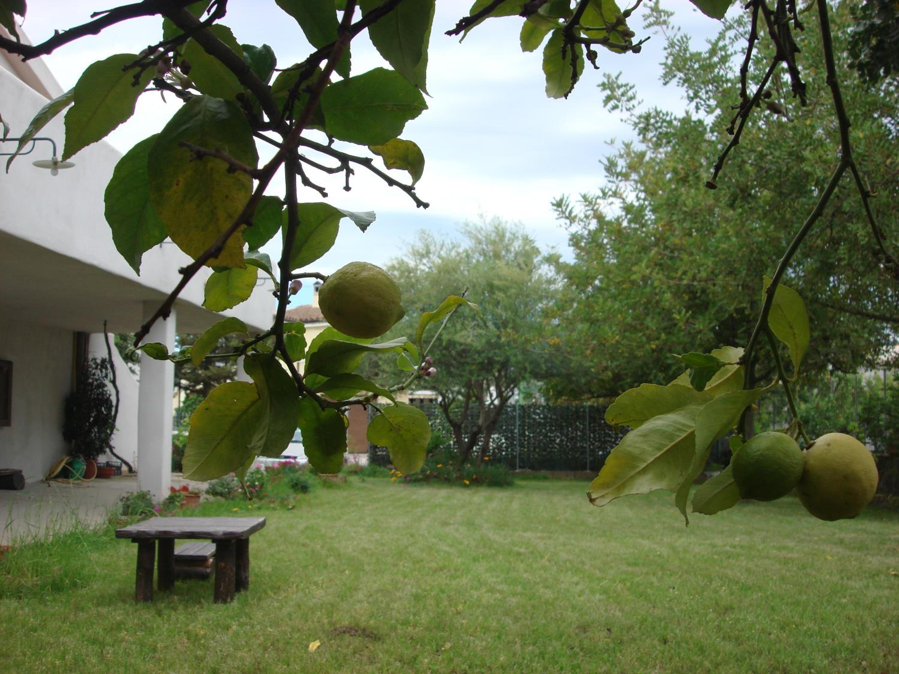 Grazia Deledda photo 3