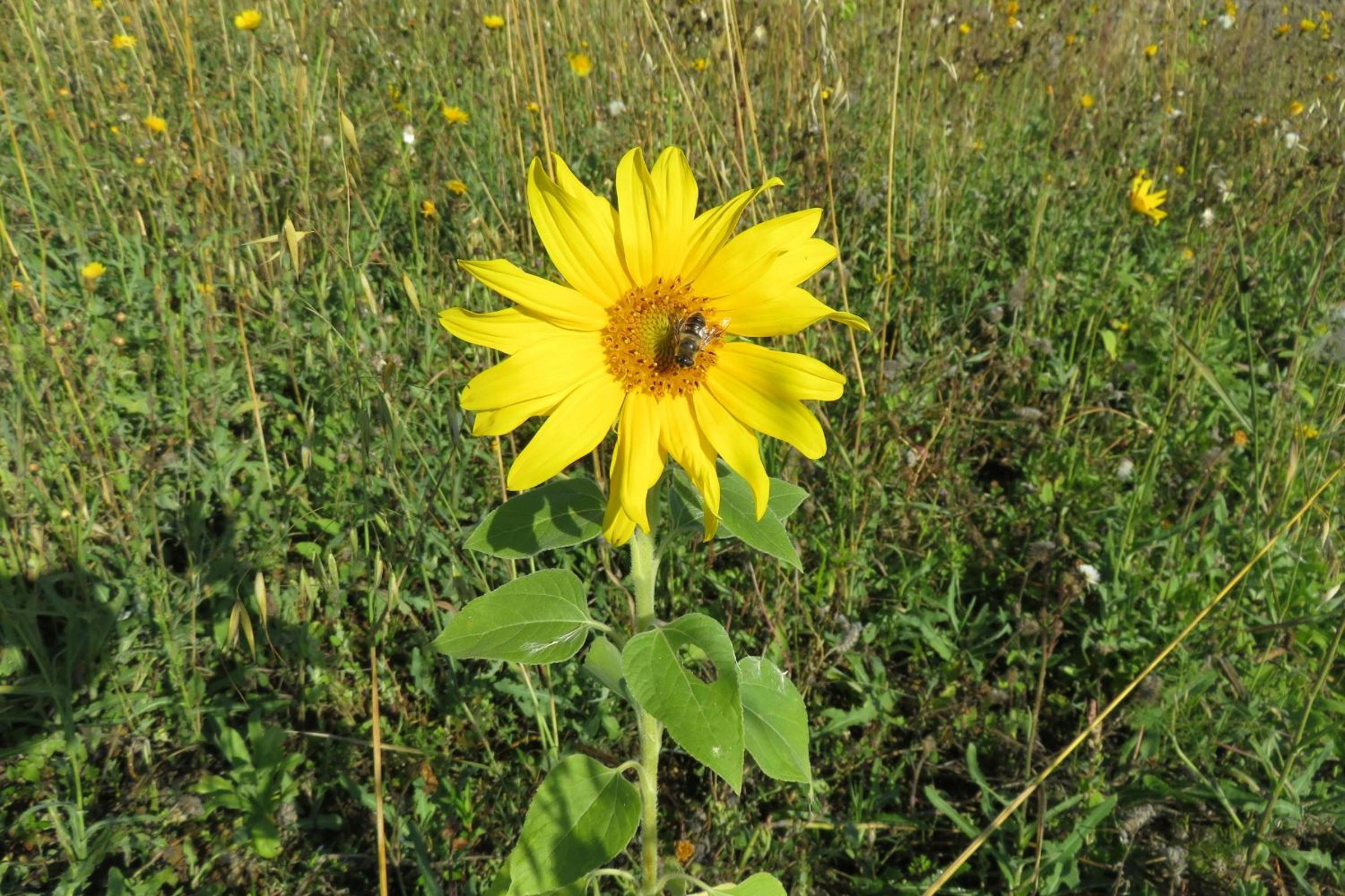 Photo 49