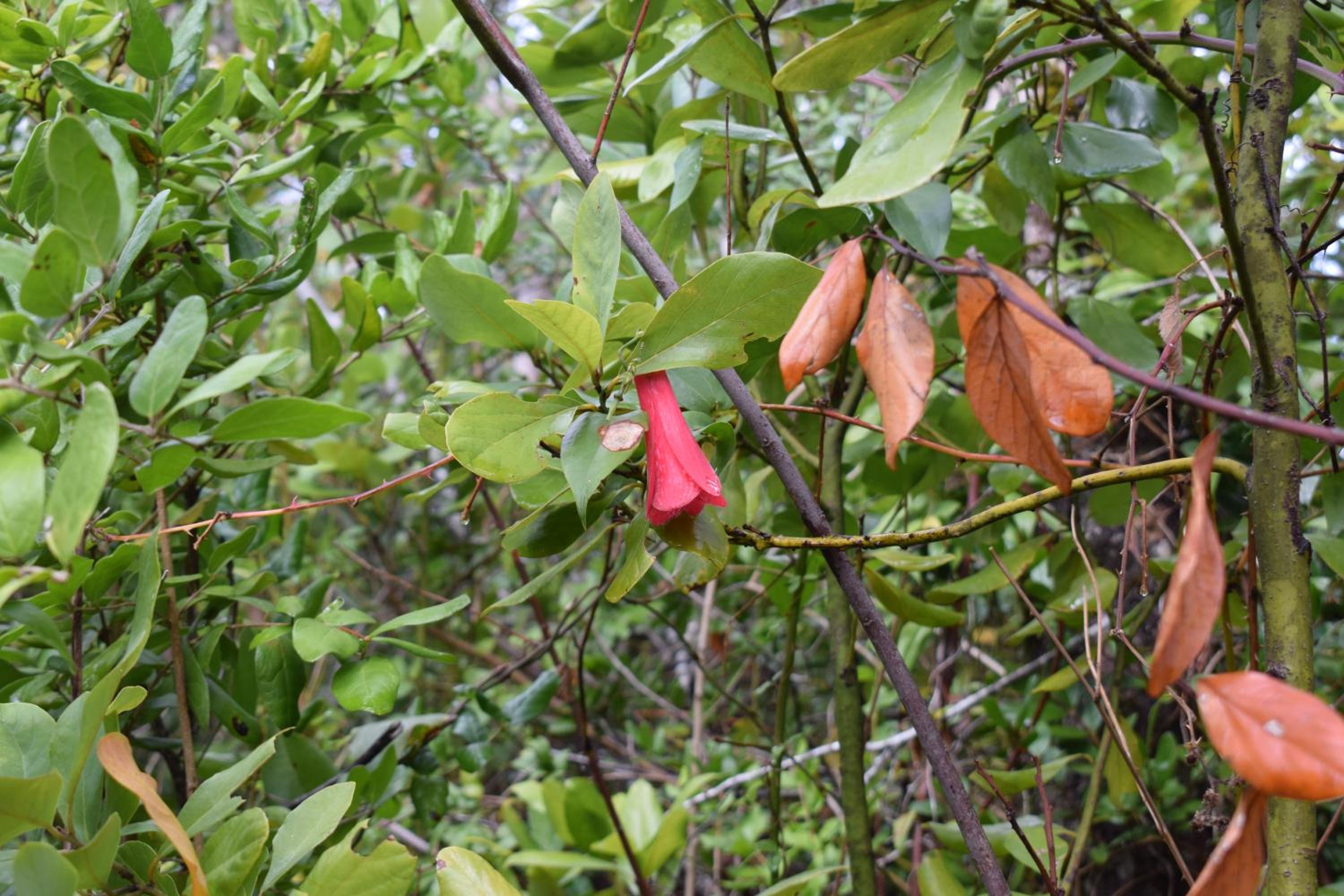 Jardín de domos: Pucon