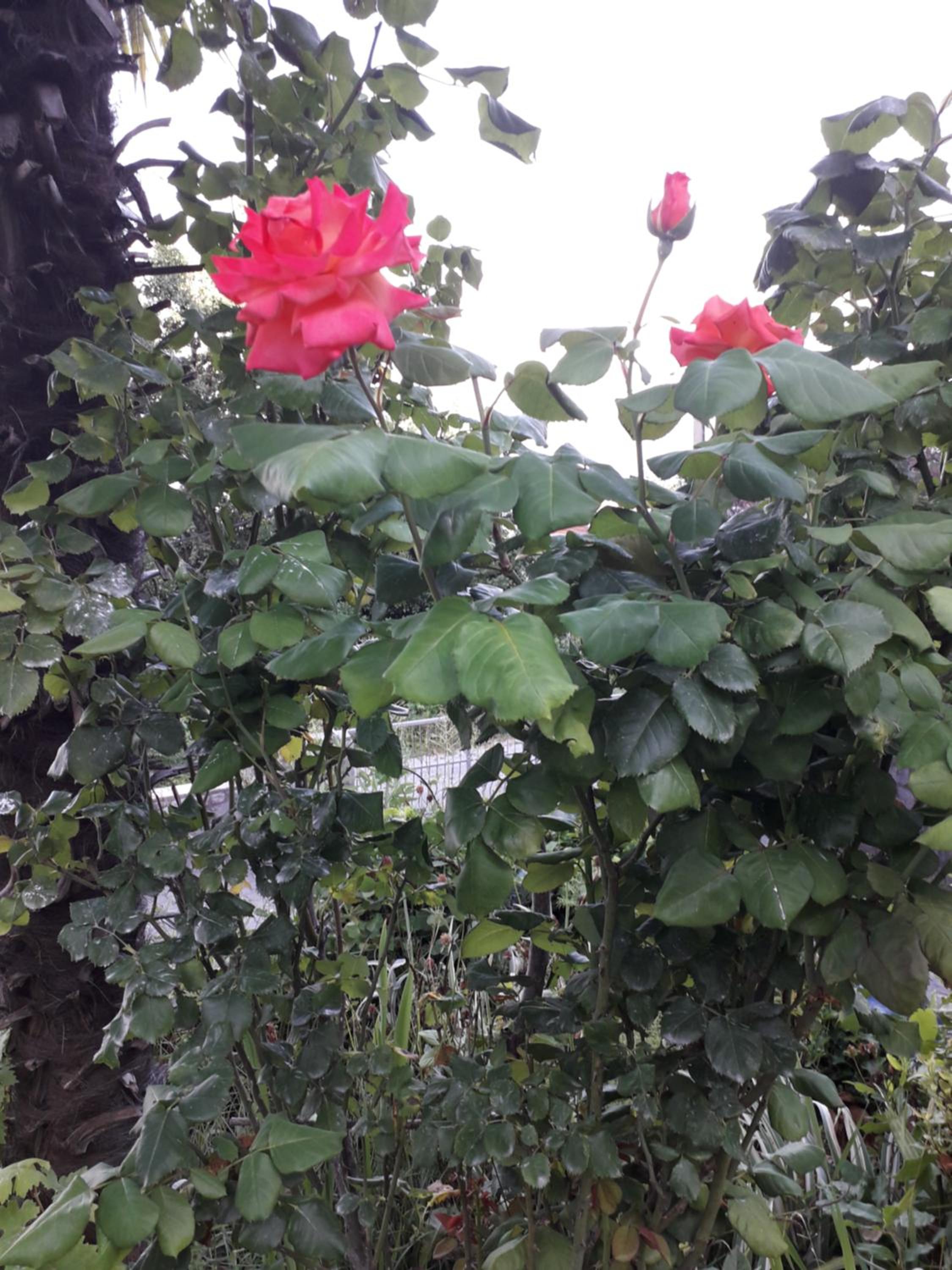 Photo 38