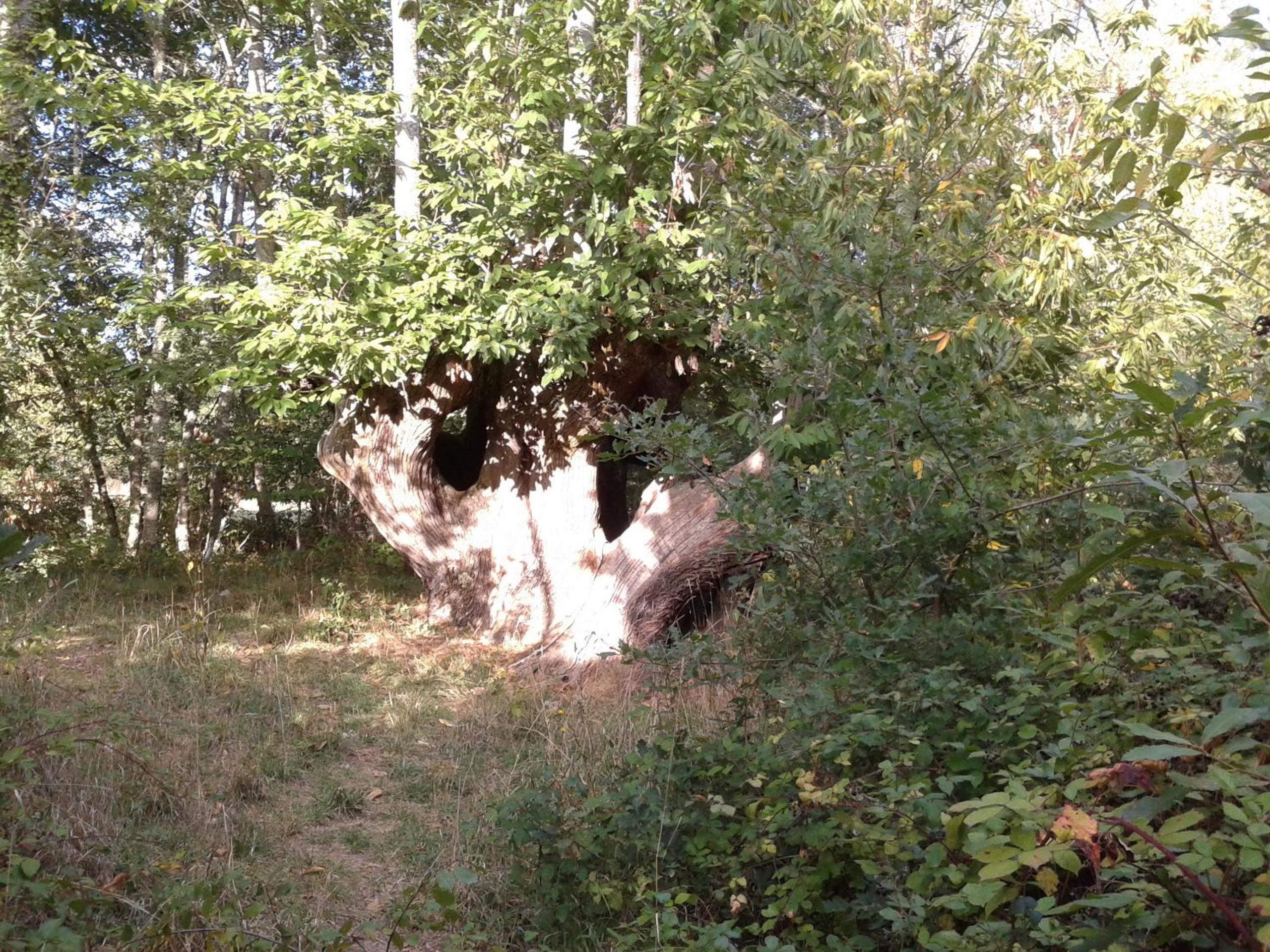 Photo 47