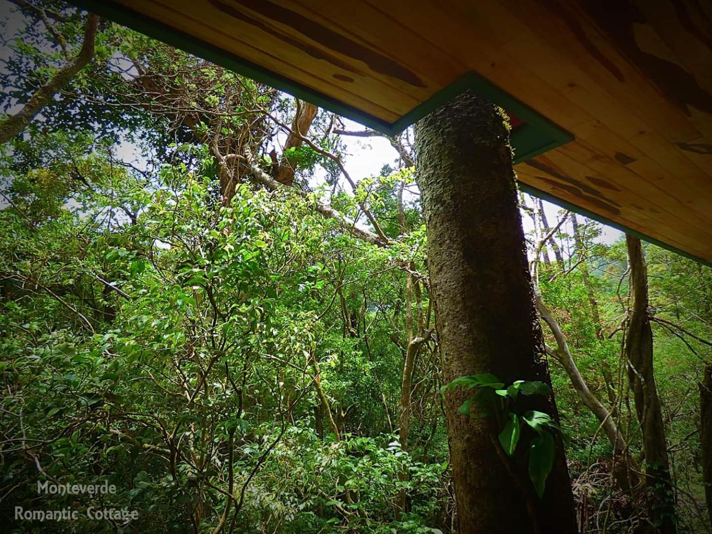 Monteverde Romantic Cabañas 5minutes mtv park