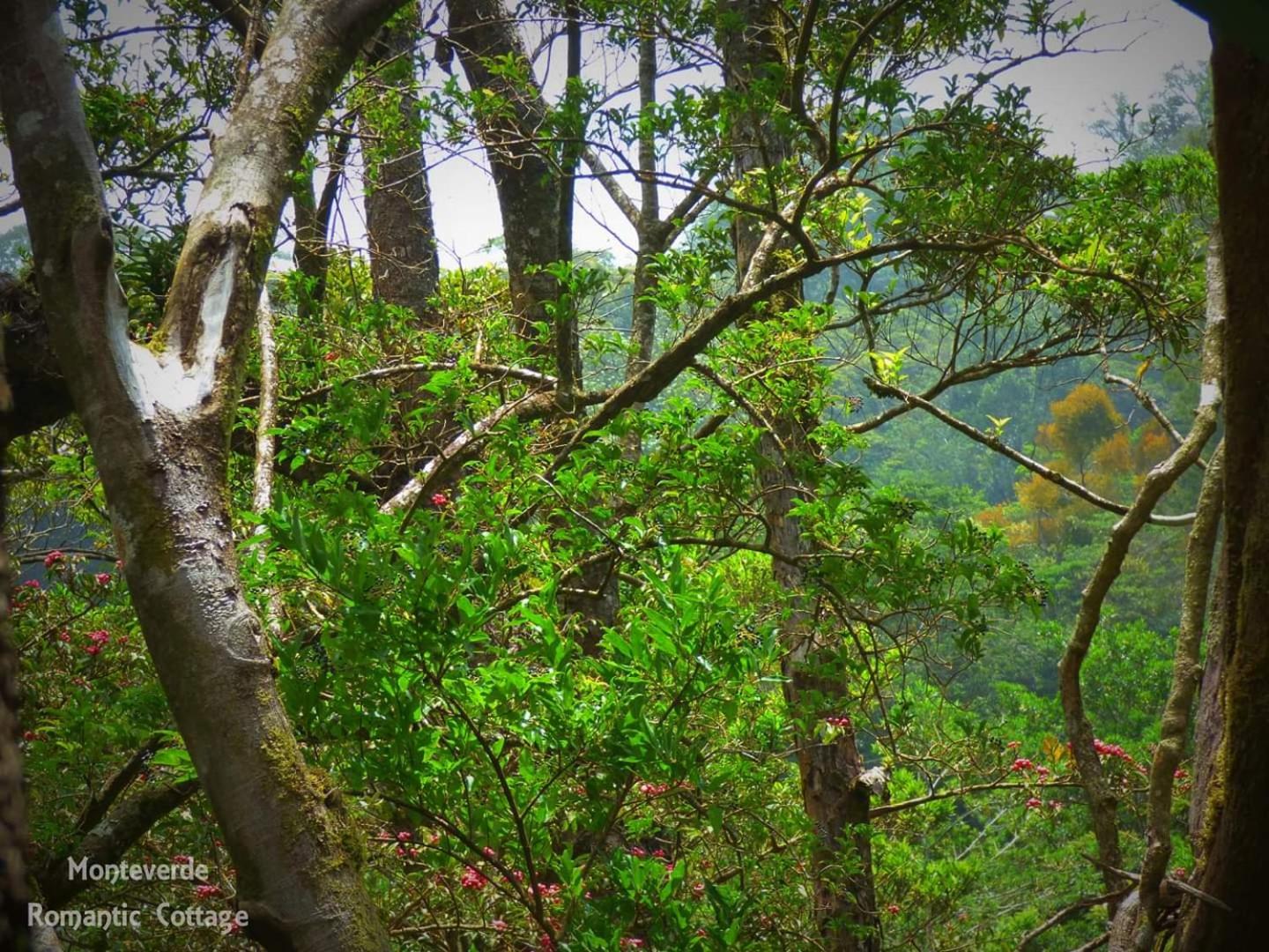Monteverde Romantic Cabañas 5minutes mtv park