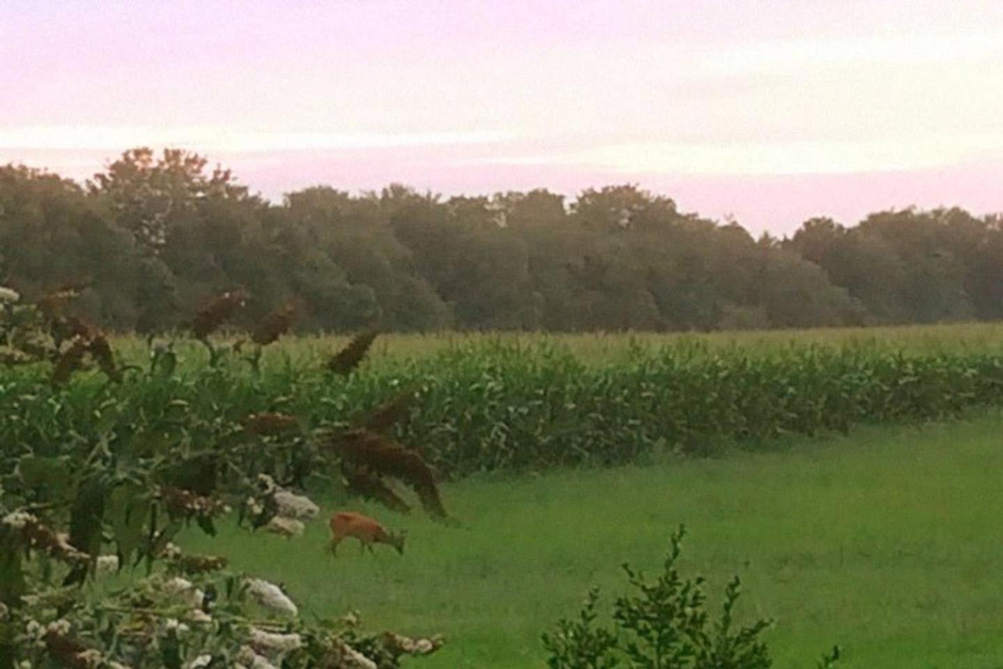 Photo 44