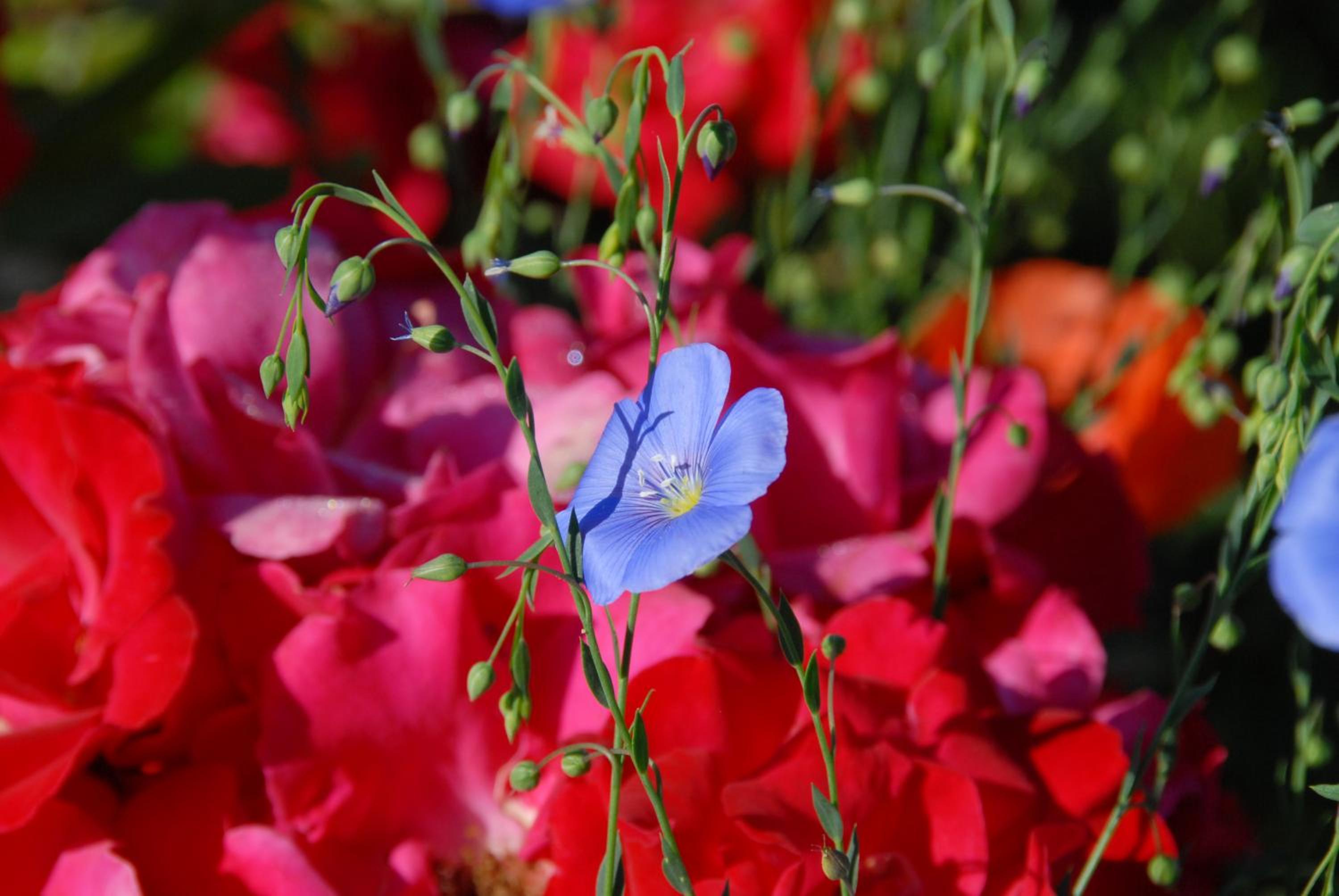 B+B Passifleur