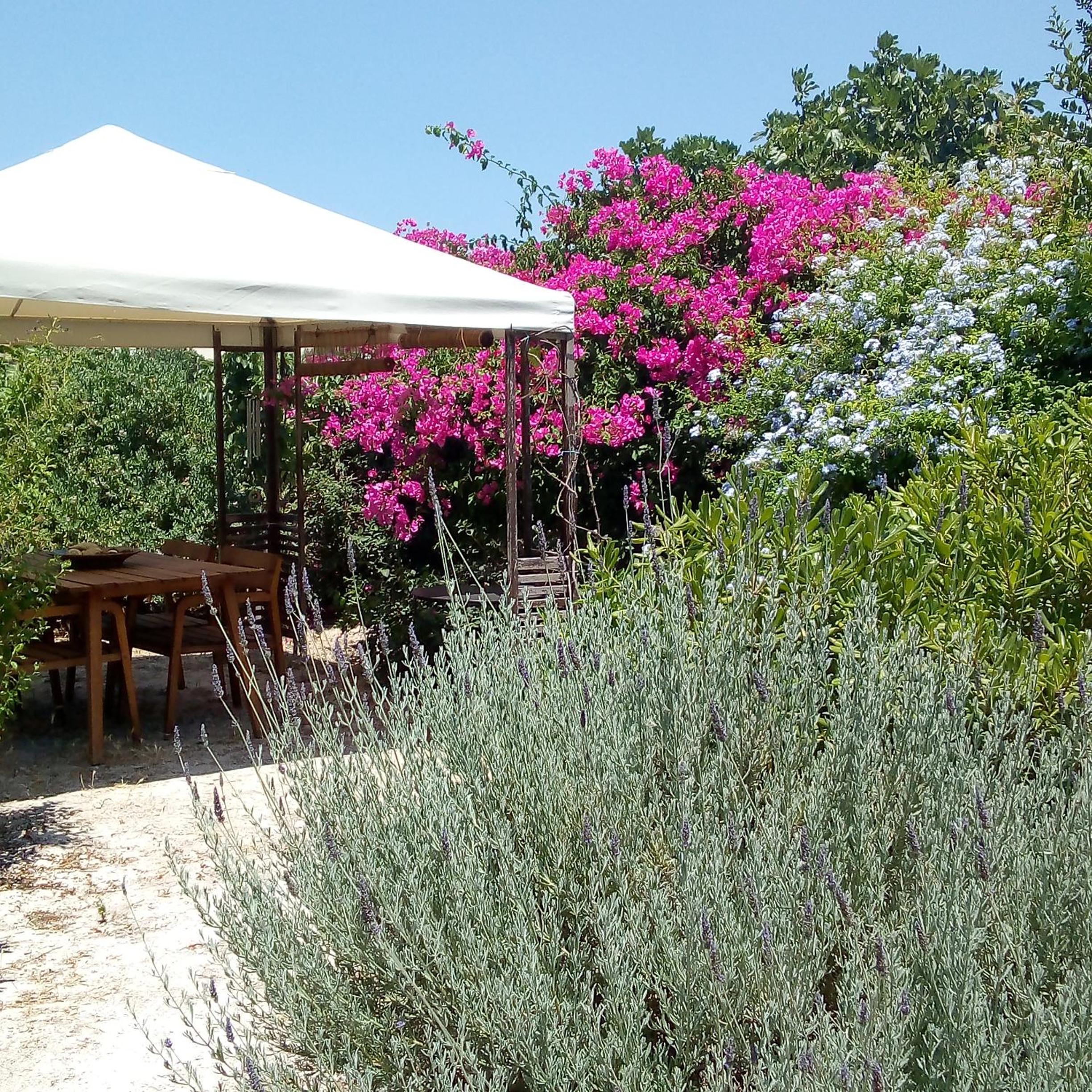 Aegina's Oasis view 5