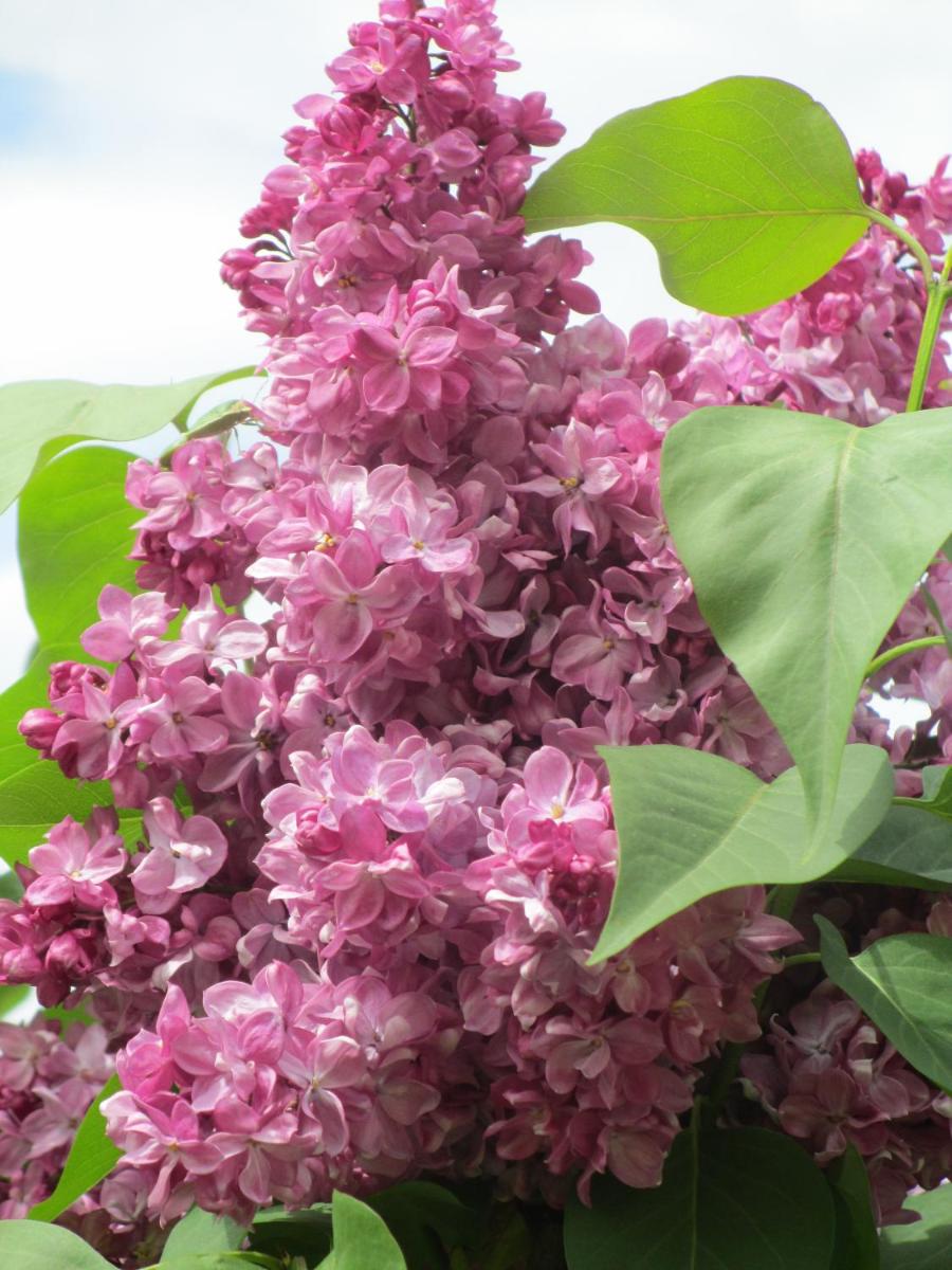 Photo 42