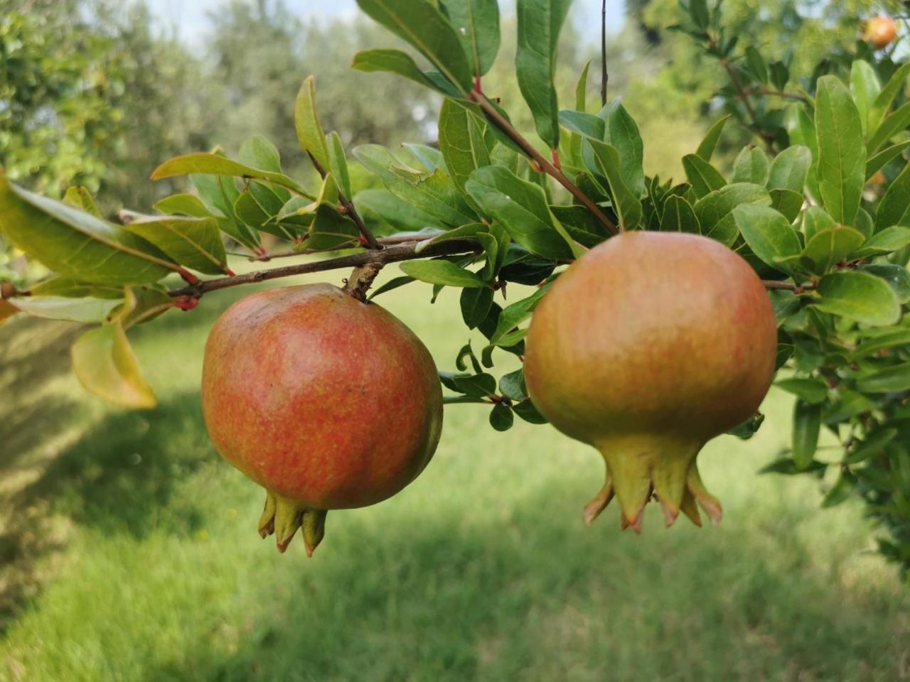 Photo 46