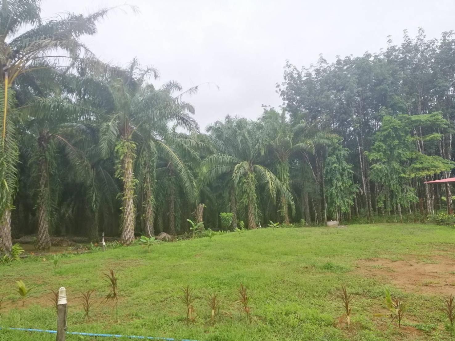 Khao Sok Evergreen House