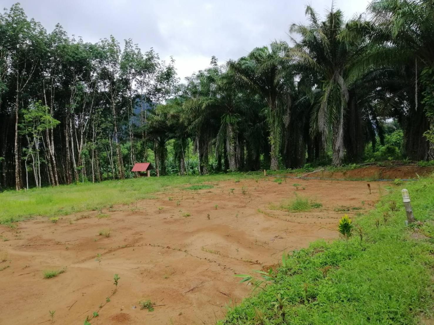 Khao Sok Evergreen House