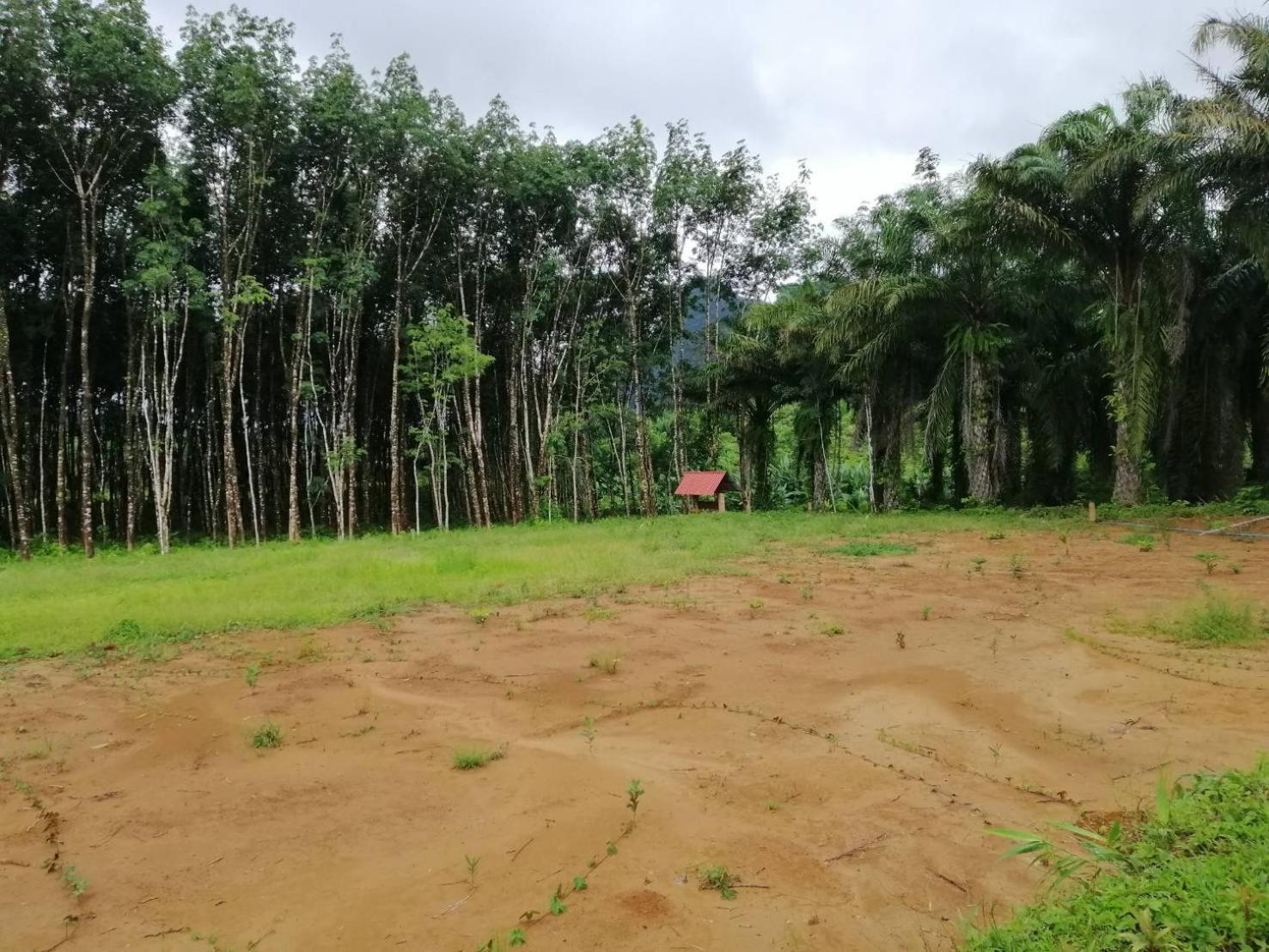 Khao Sok Evergreen House