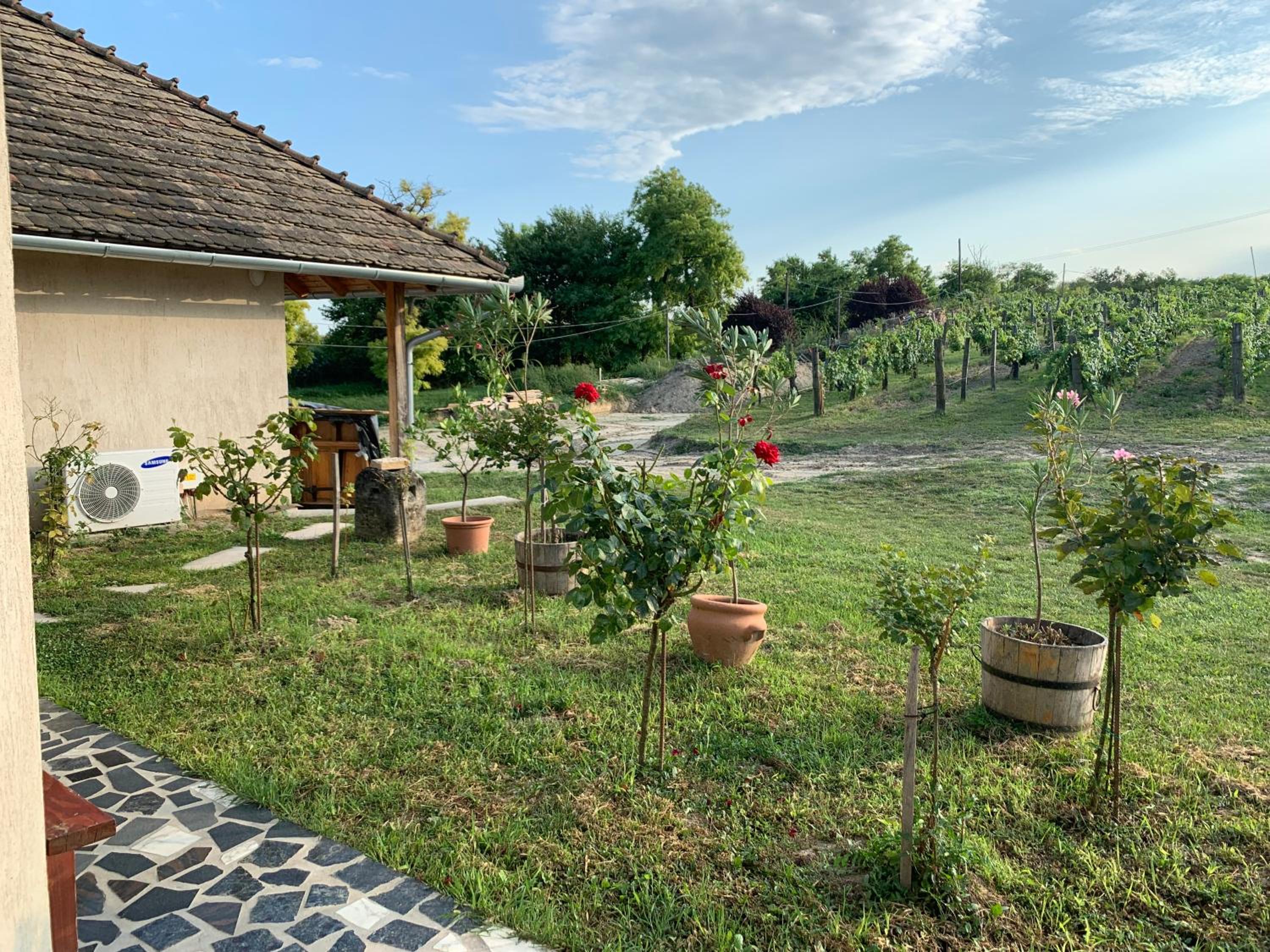 Buzál-Mórocza Pincészet és Szálláshely view 2