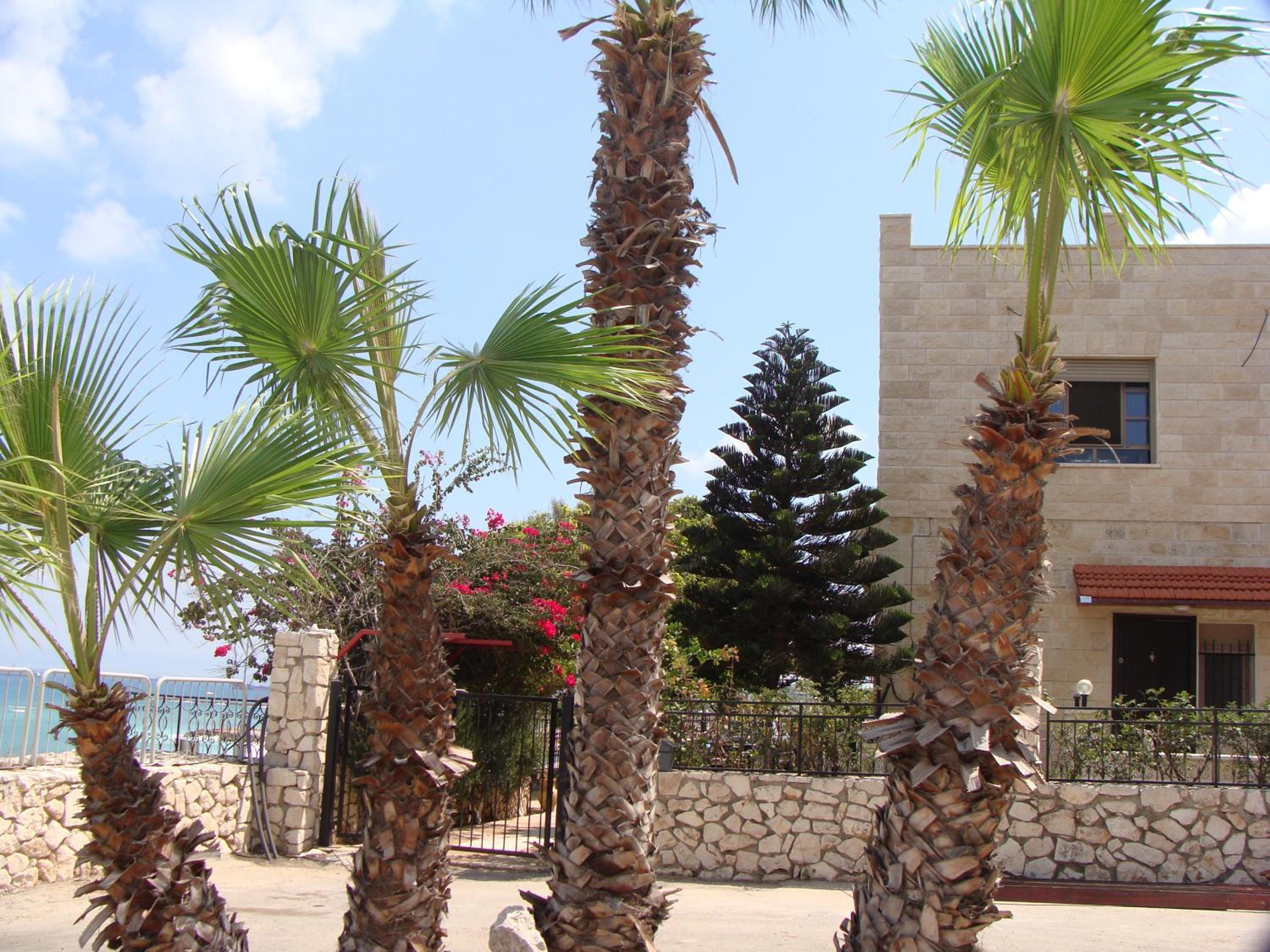 Tamer Guest house