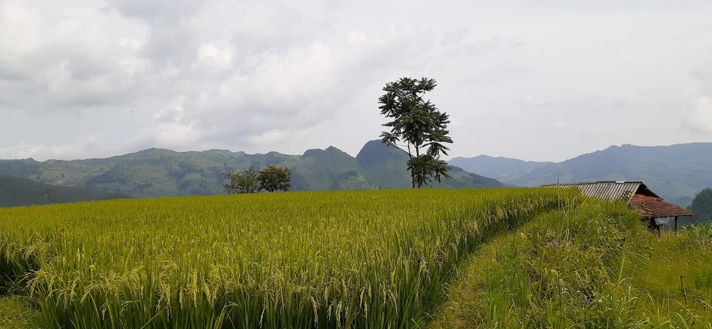 Sa House Bac Ha