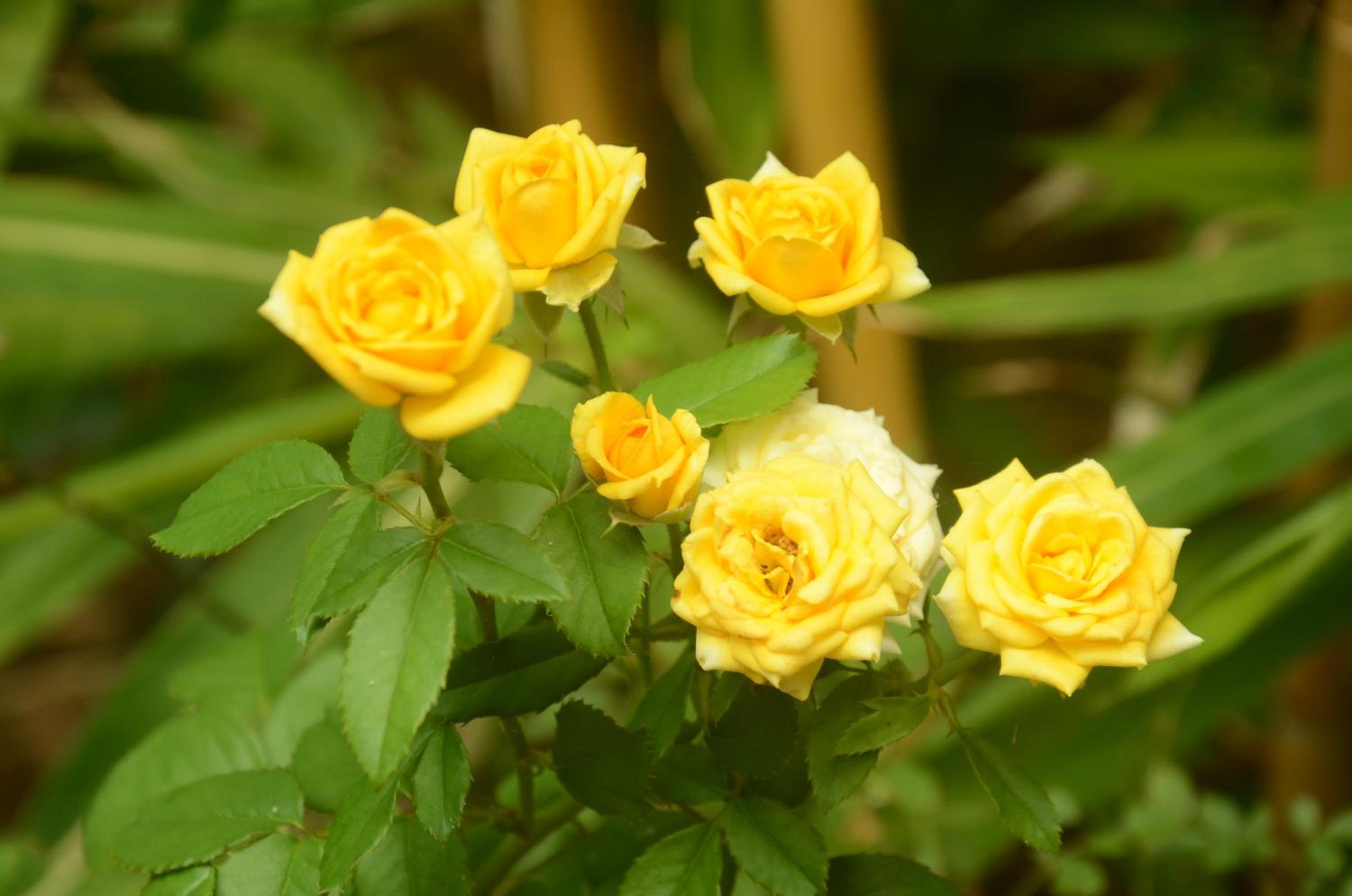 Photo 47