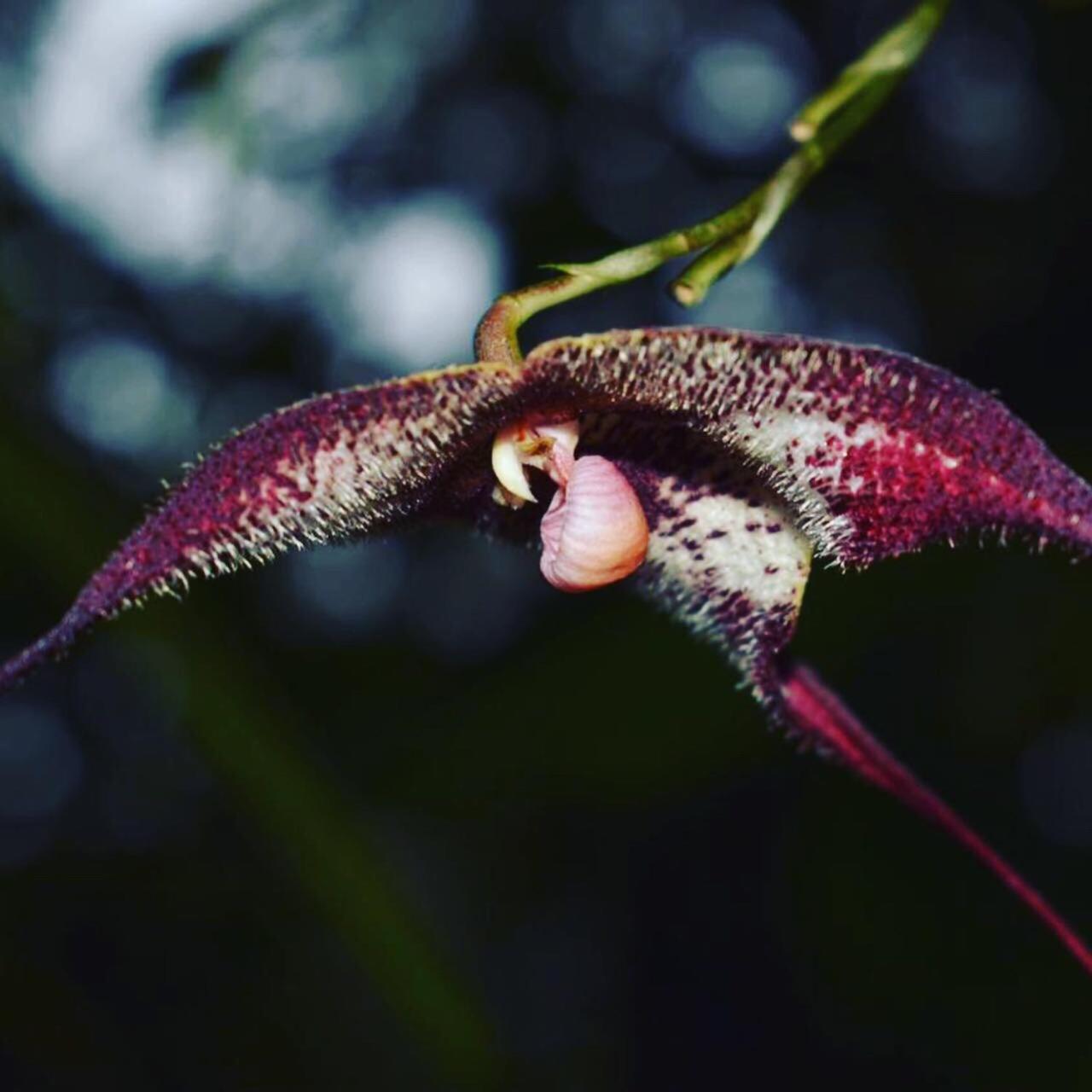 Cabañas Armonía y Jardín de Orquídeas