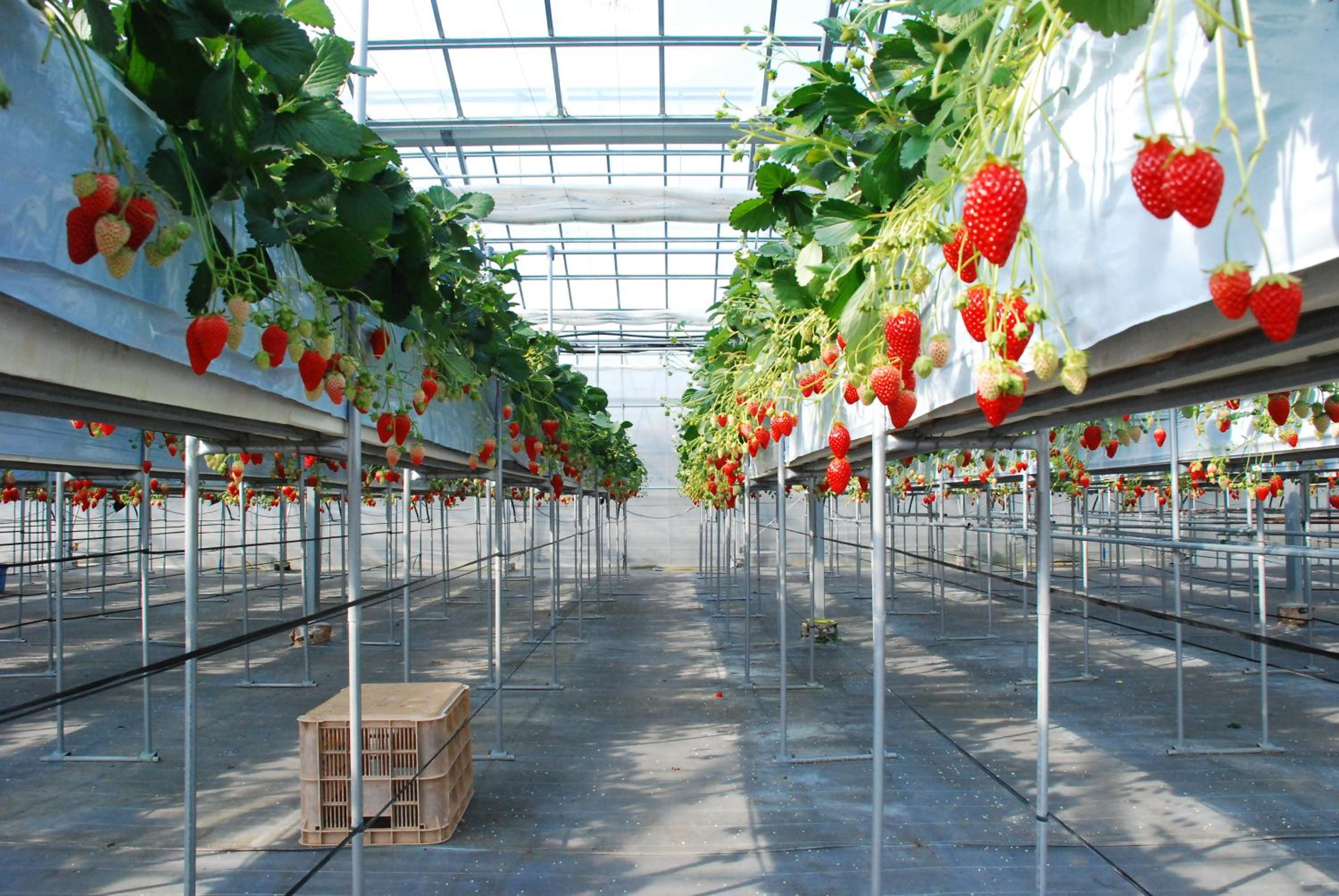 Fruit Park Fujiya Hotel