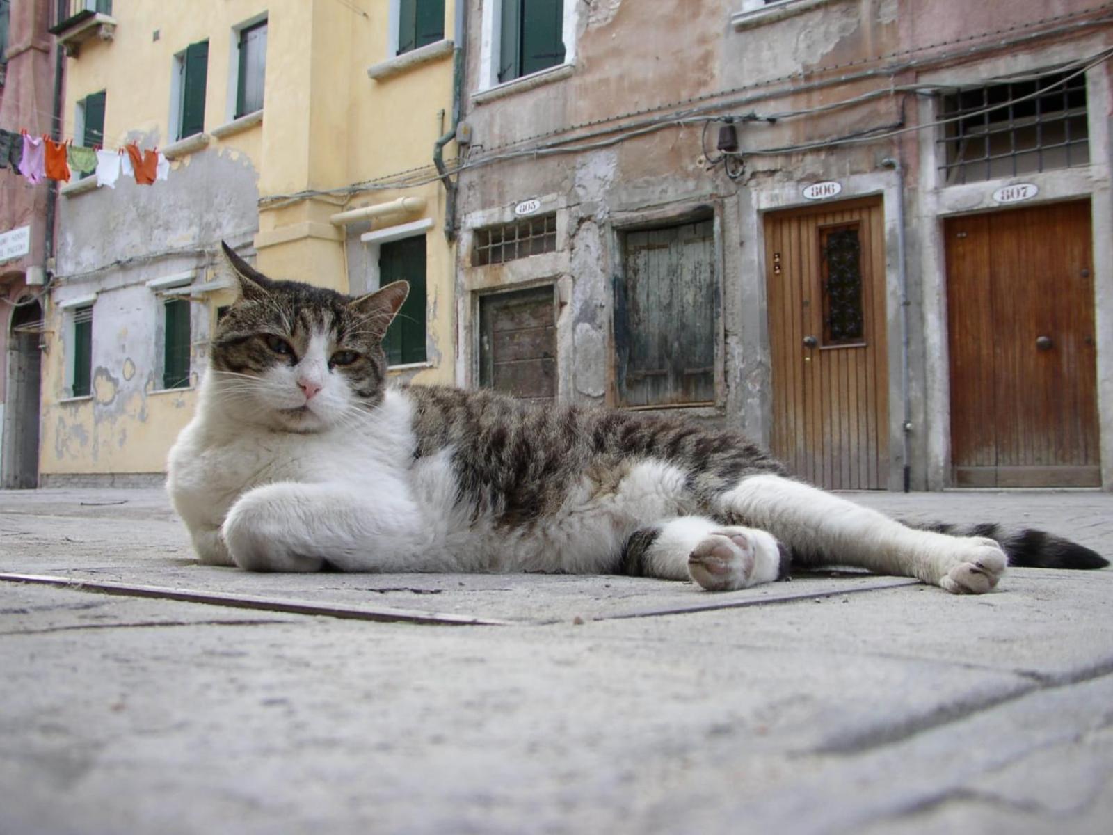 Apartment Essence of Venice