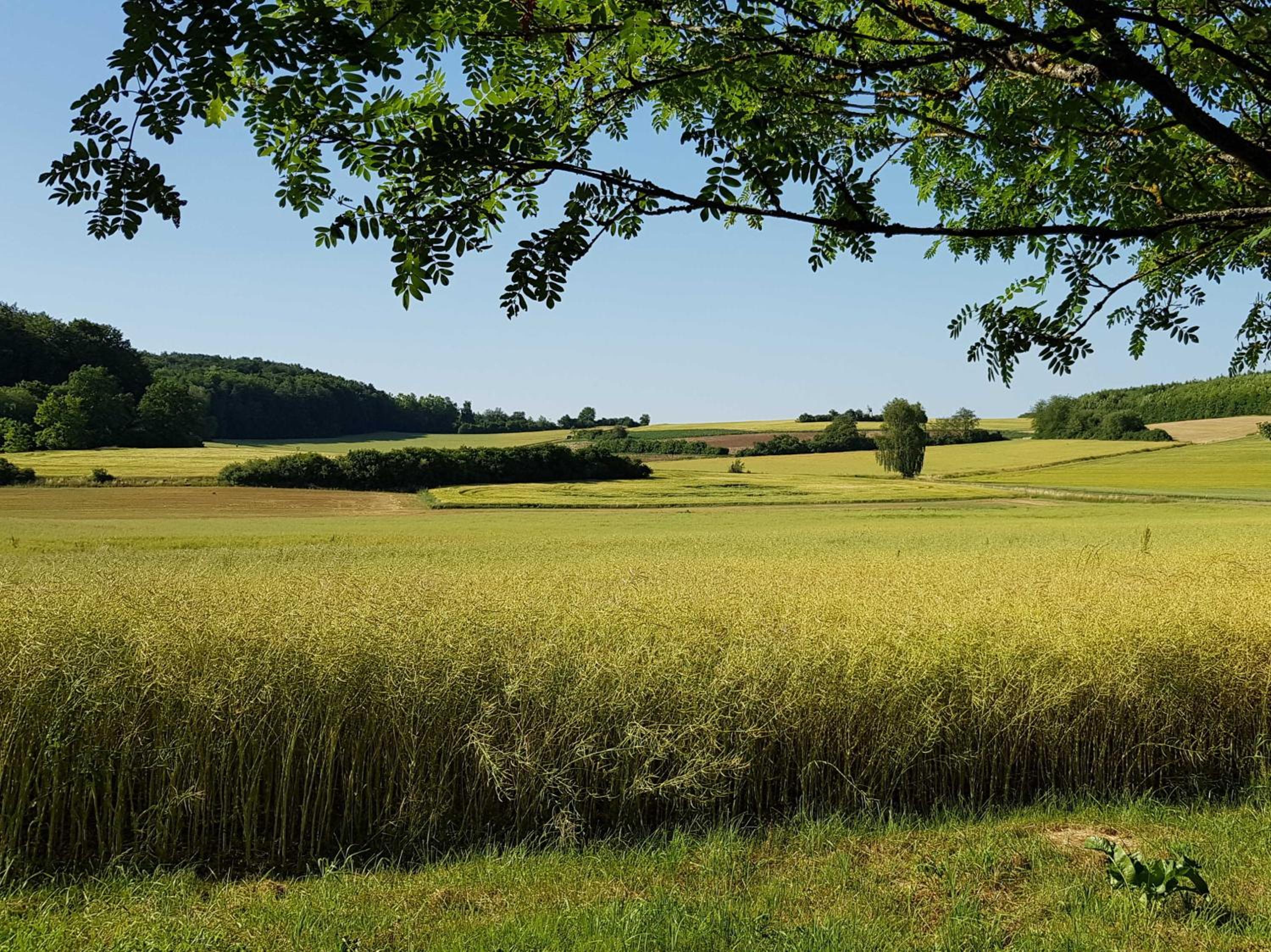 Ferienhaus Forstblick