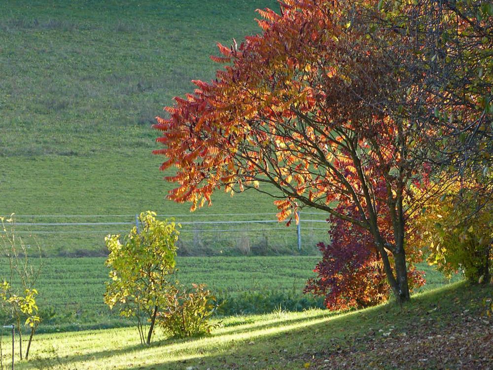Landurlaub Wittmann
