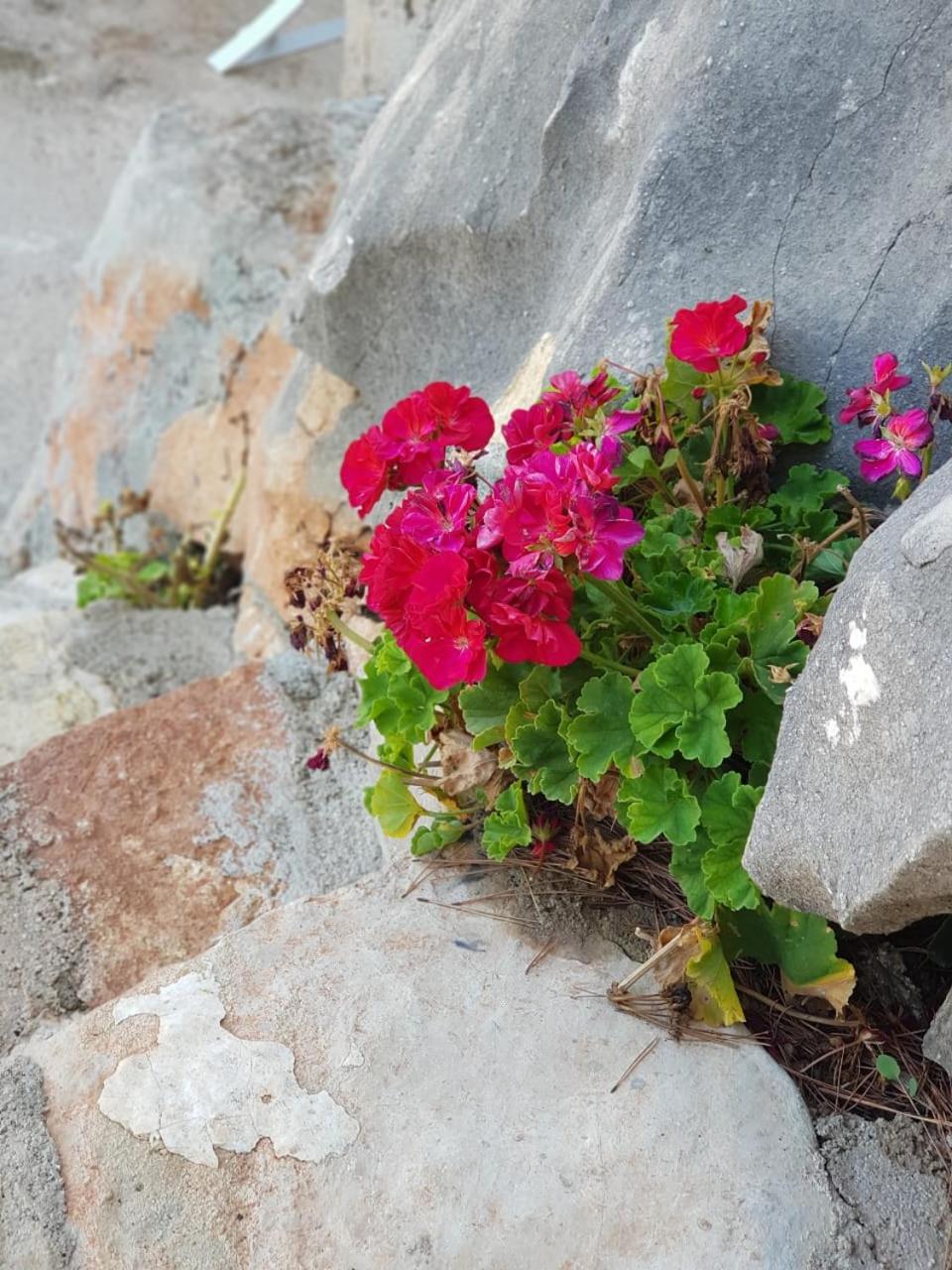 Flower Vila