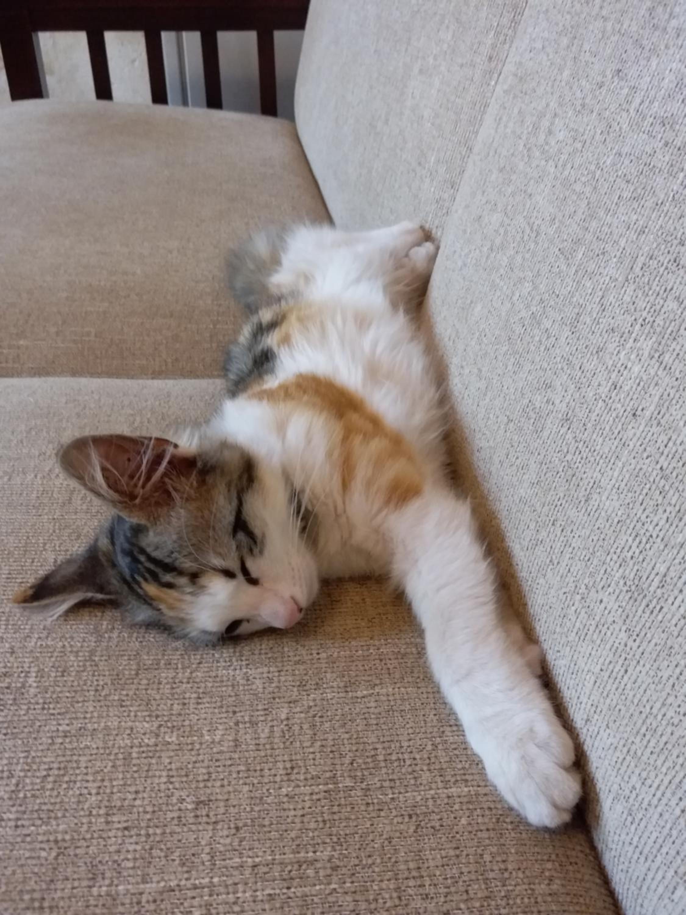 Karadut Cave Hotel - Image 95